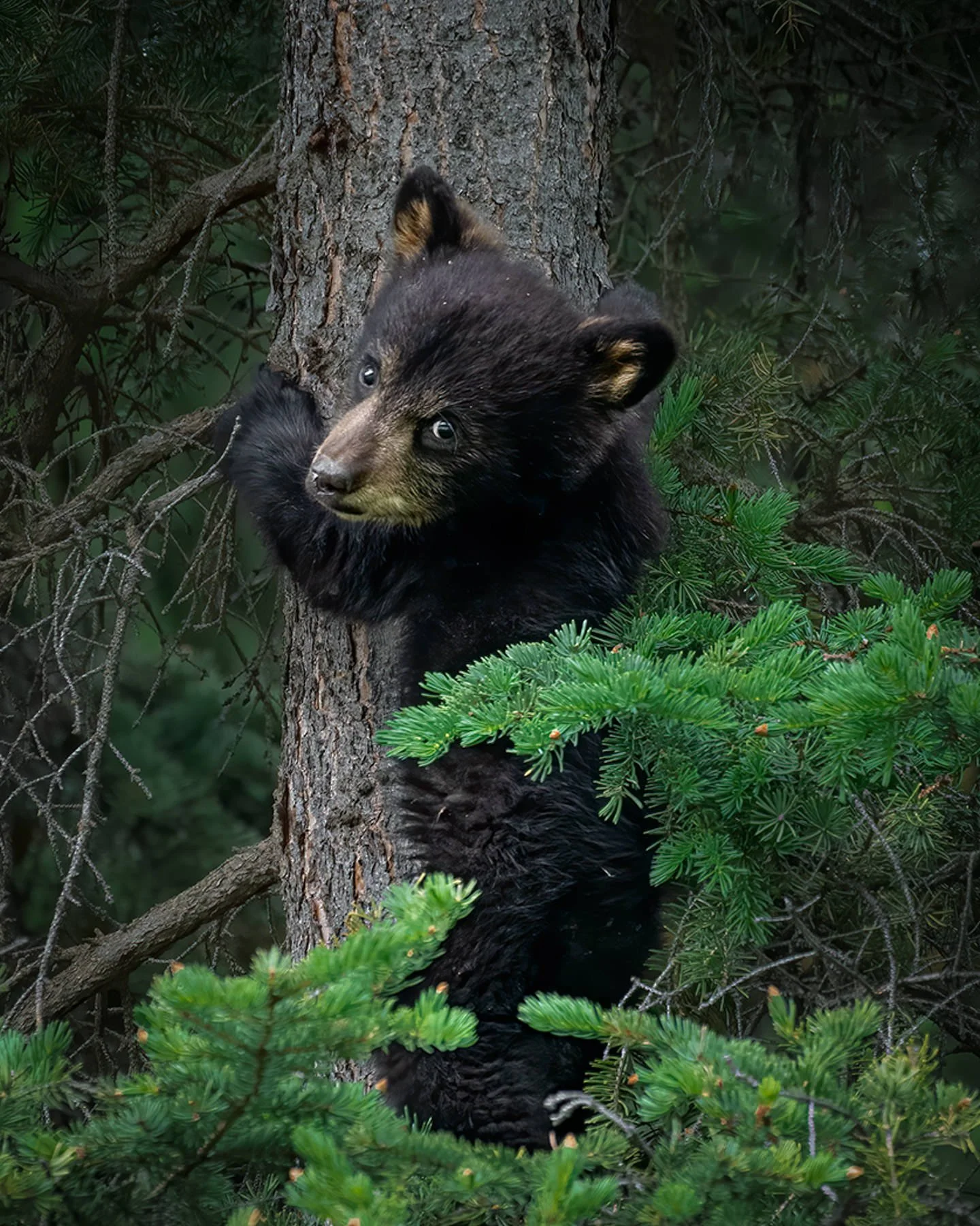 VancouverIsland.1800px-18.jpg
