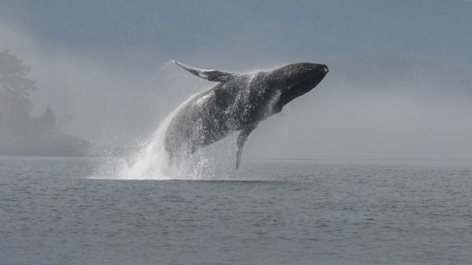 VancouverIsland.1800px-37.jpg