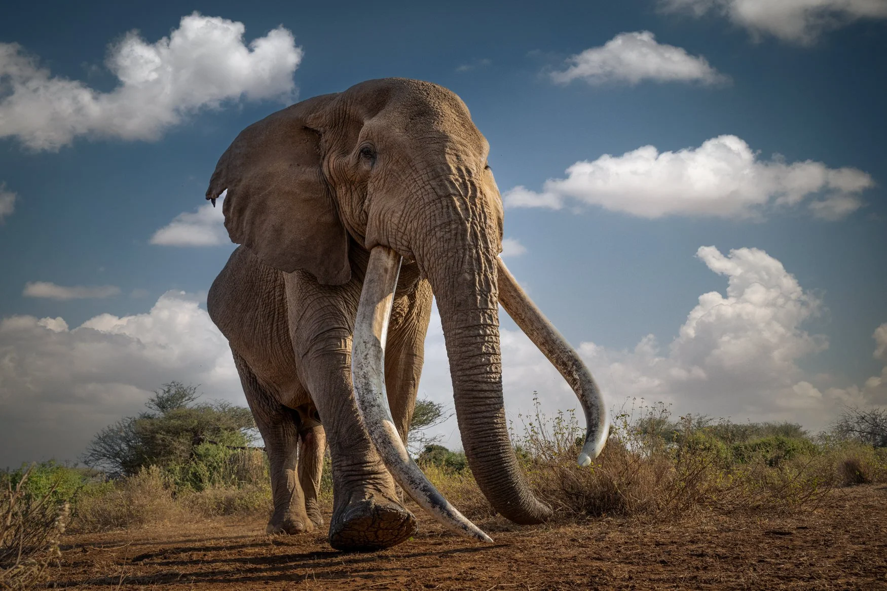 Africa.2025.1750px-9.jpg