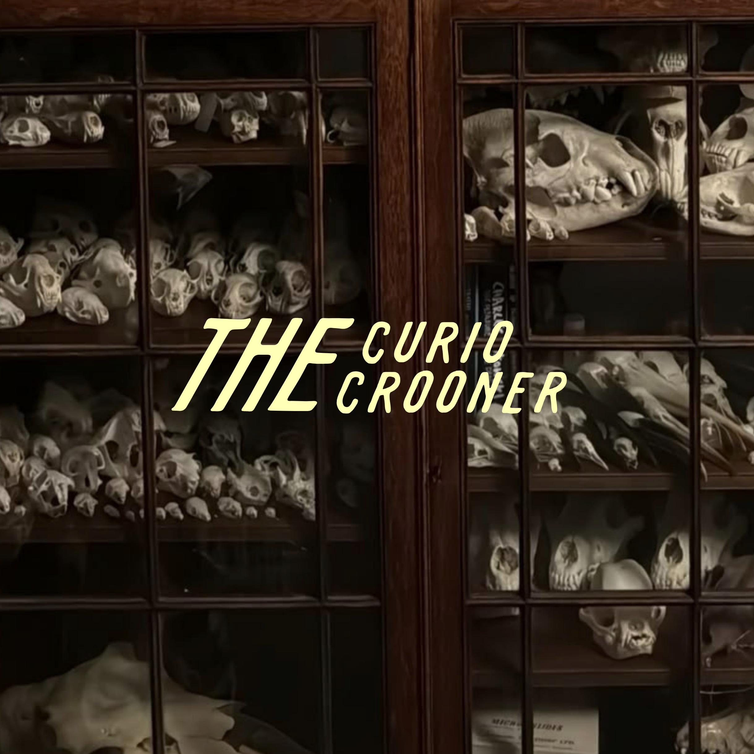 Dark wooden glass display cabinet filled with animal skulls and bones, overlaid with yellow text reading “THE CURIO CORNER.”