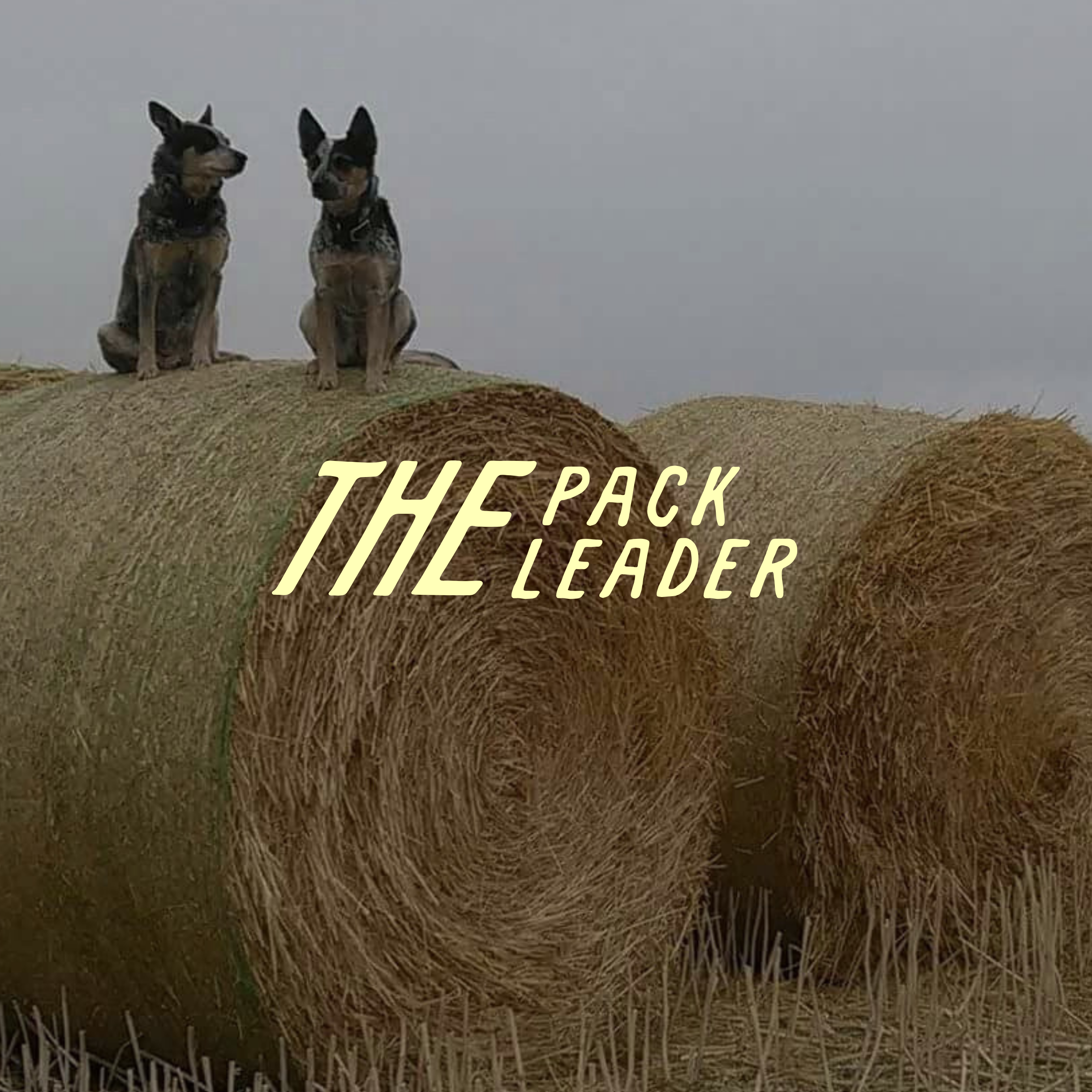 Two German Shepherds sitting on hay bales beneath the words “THE PACK LEADER.”