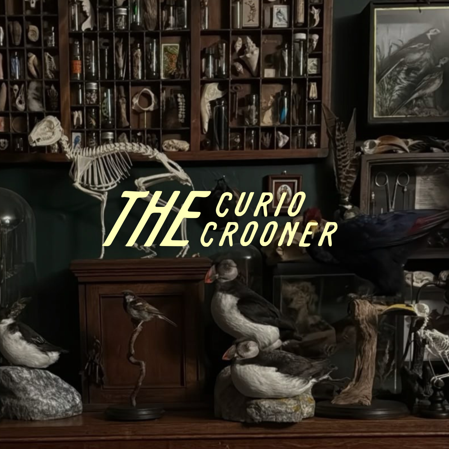 Dark natural history curio cabinet filled with specimens, bird taxidermy, animal skeletons, and the text “The Curio Crooner.”