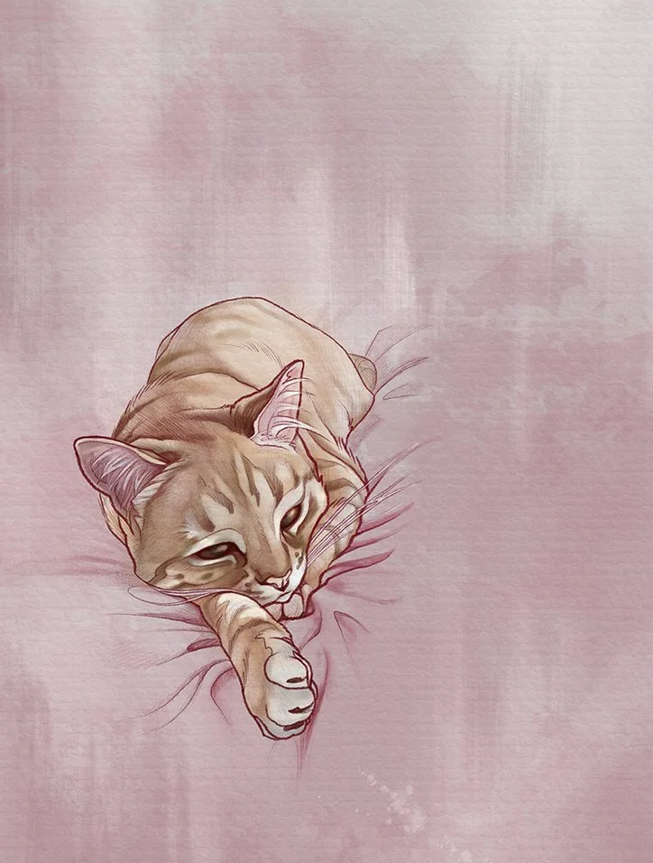 kitty web.jpg