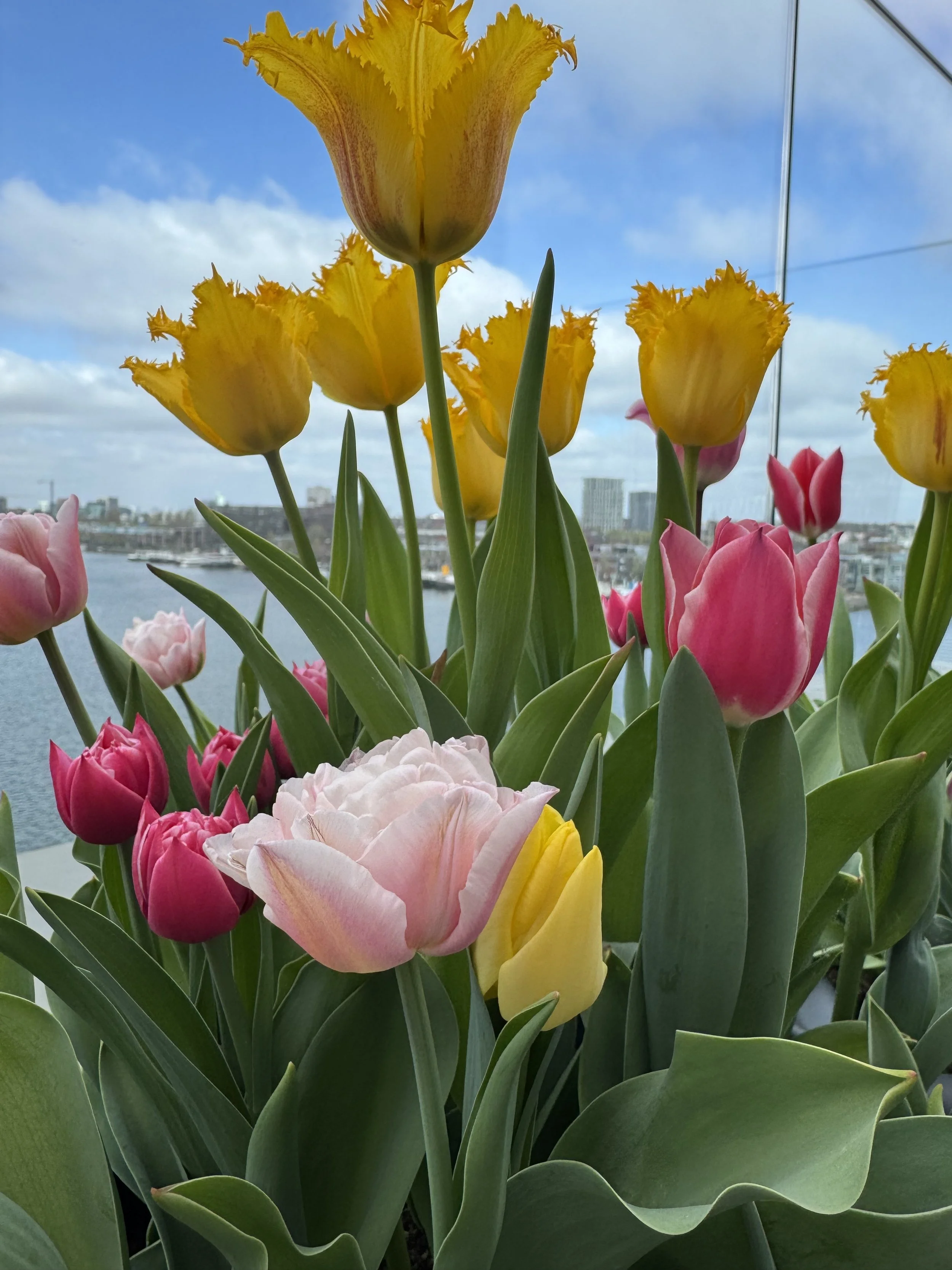 Colorful Dutch tulips and daffodils in front of the Amsterdam city skyline and canal backdrop.