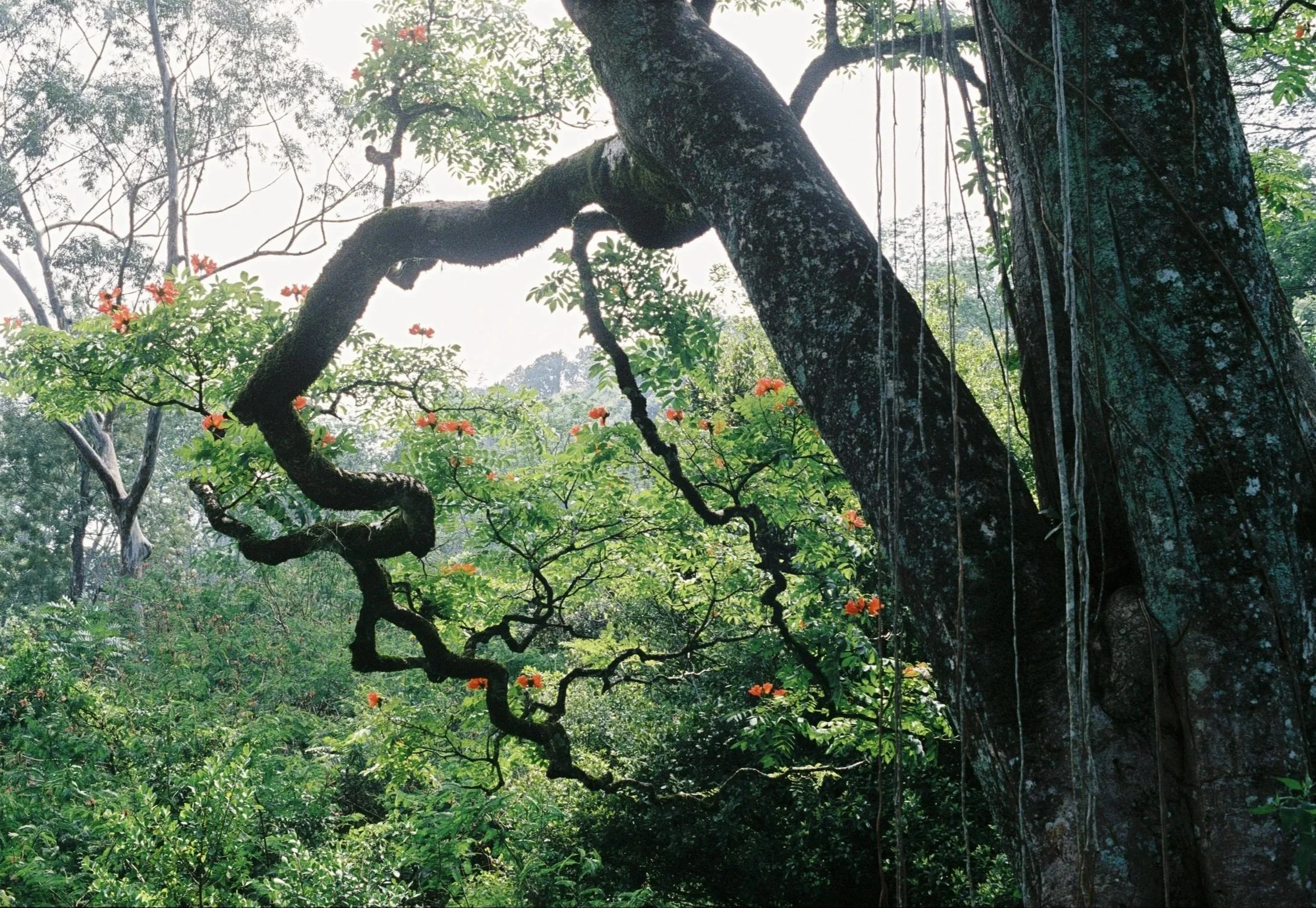 Sri_Lanka_0007.jpg