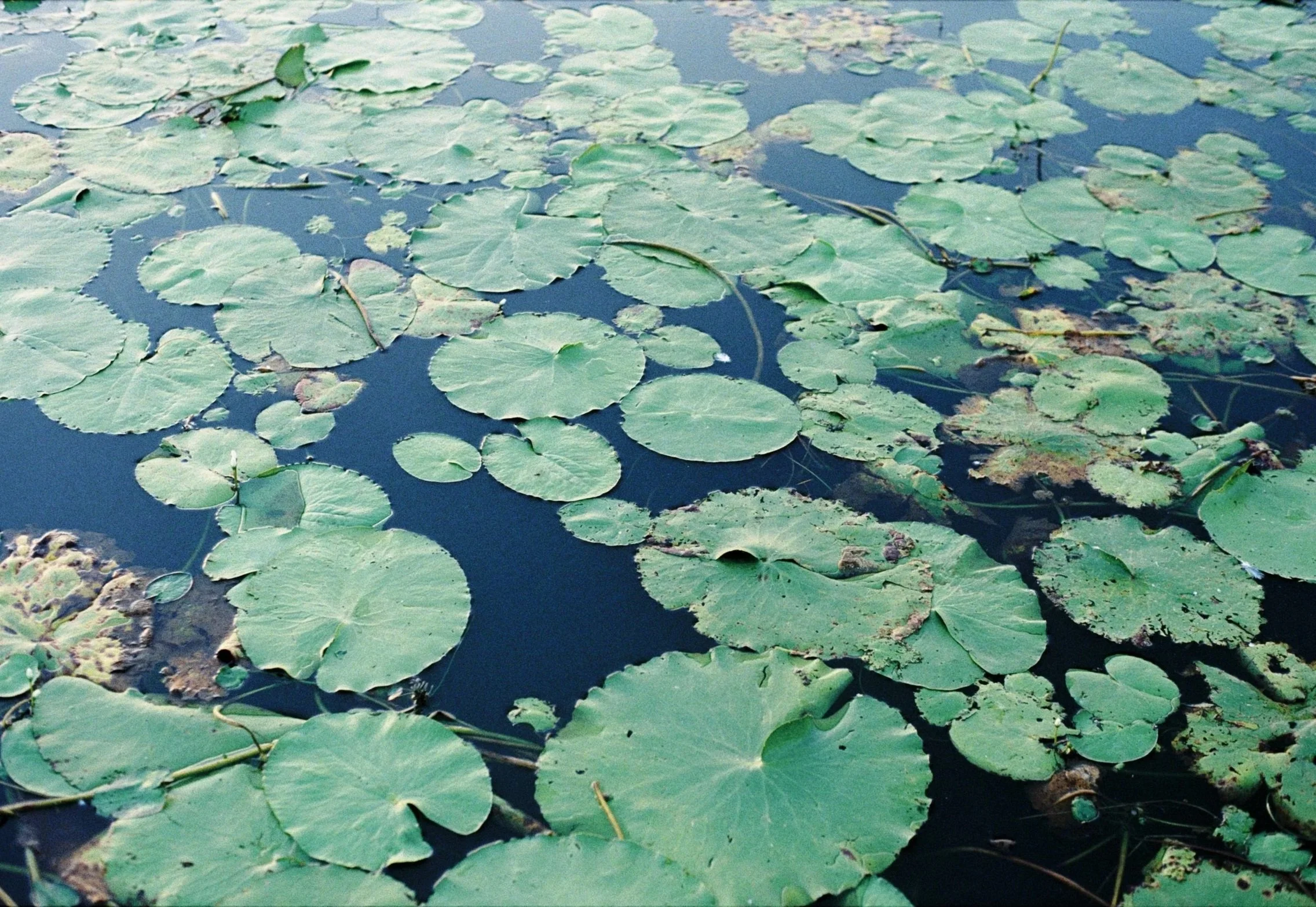 Sri_Lanka_0073.jpg