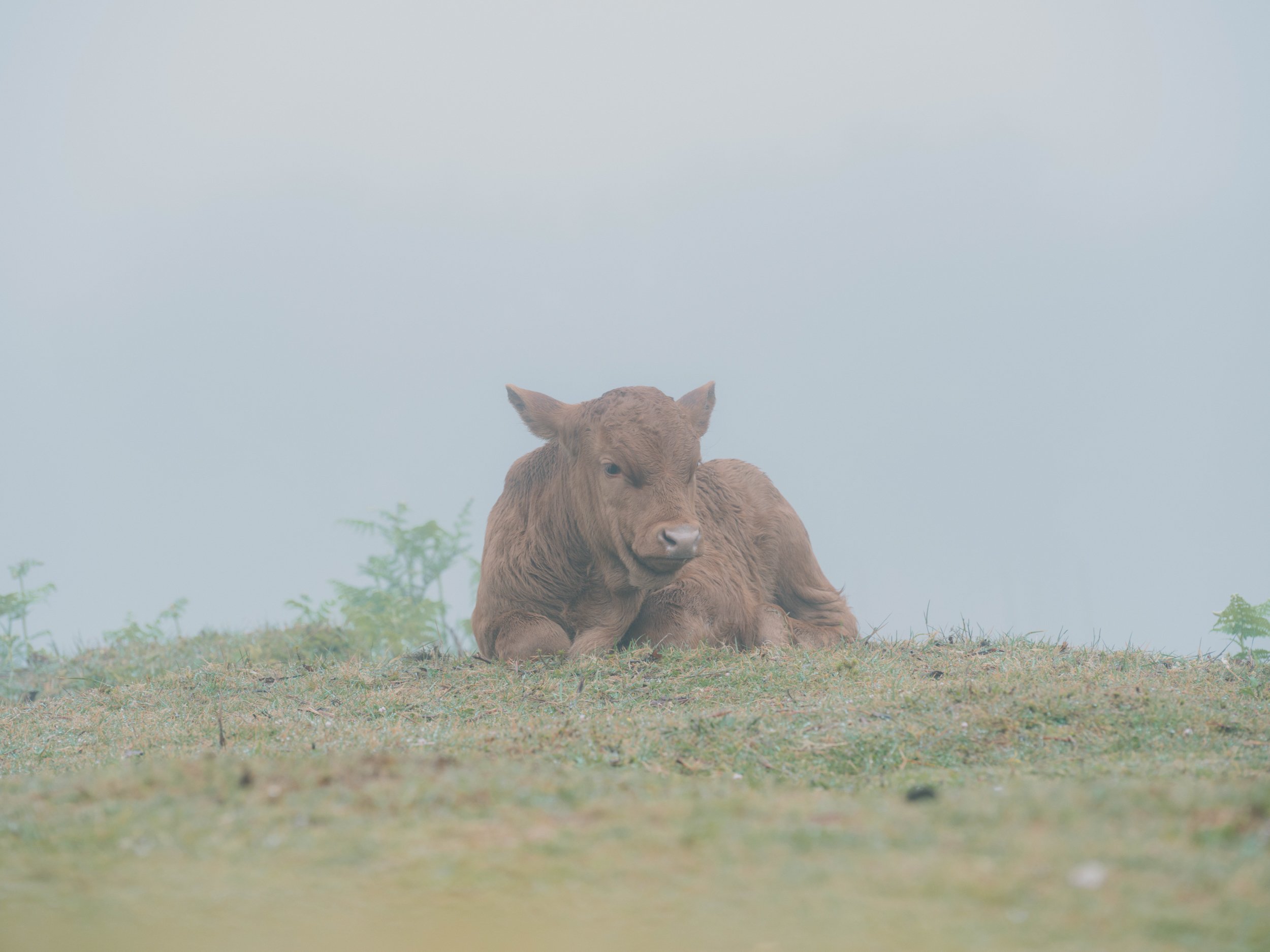 Visit Madeira - Madeira portfolio madeira-2655.jpg