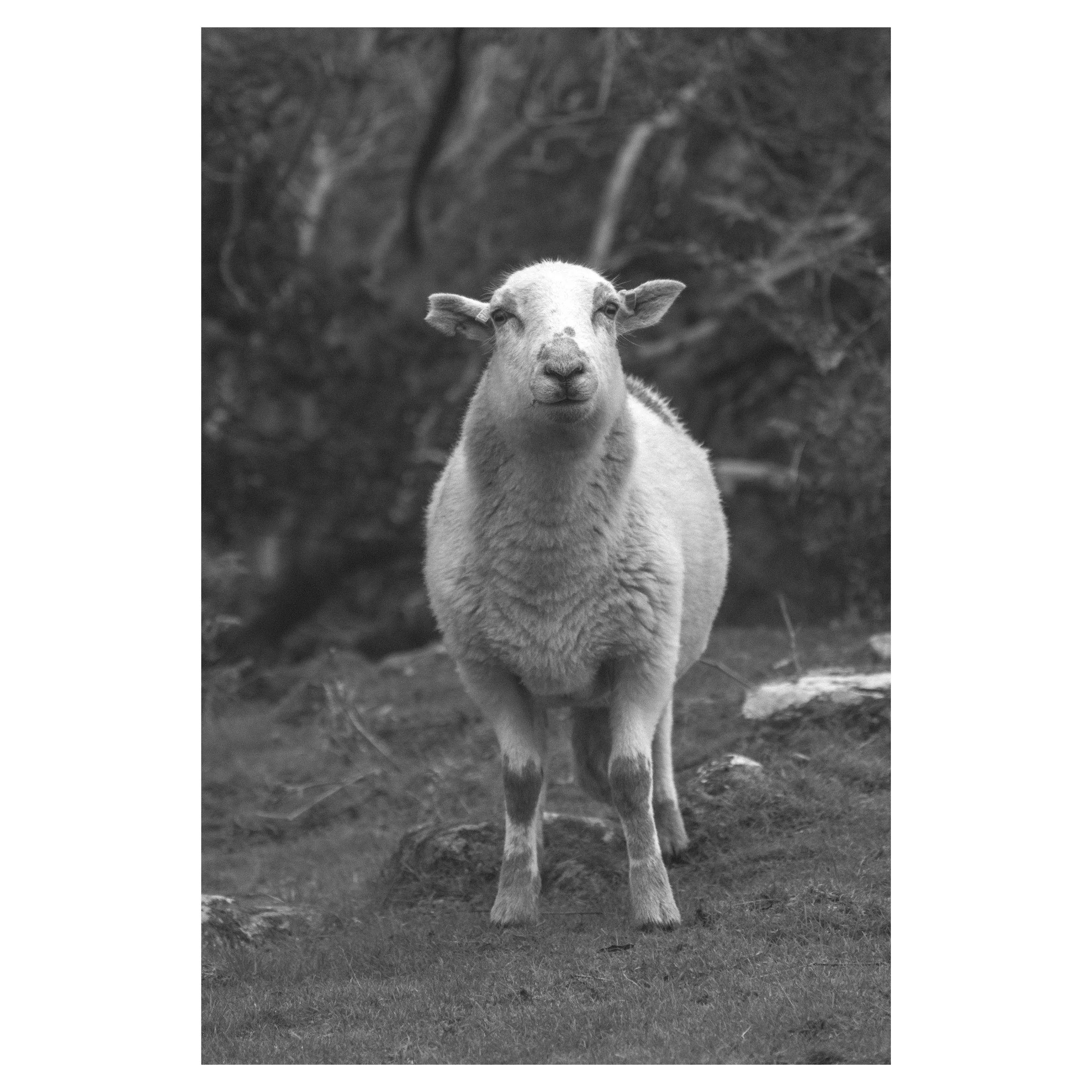 Aber Falls in frames-15.jpg