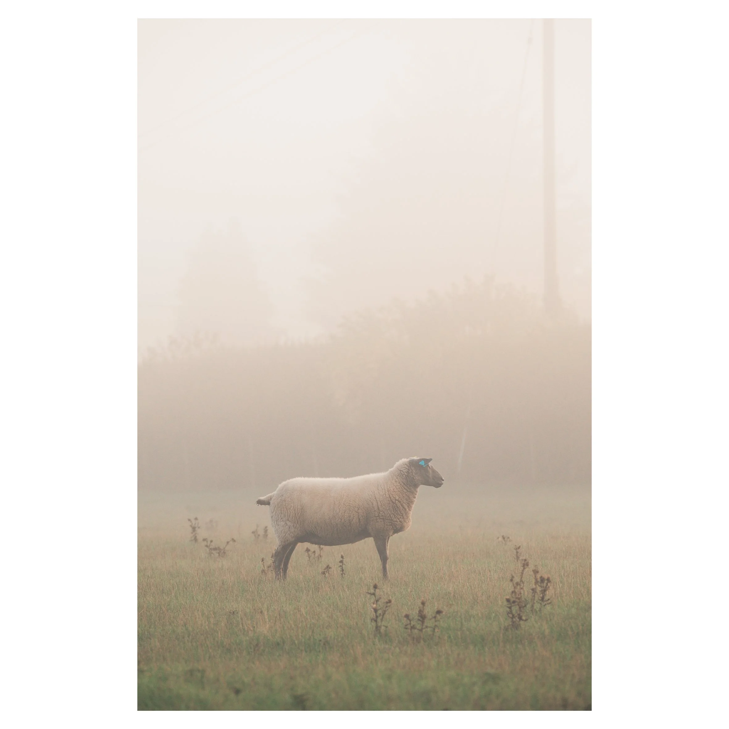 in frames-11.jpg