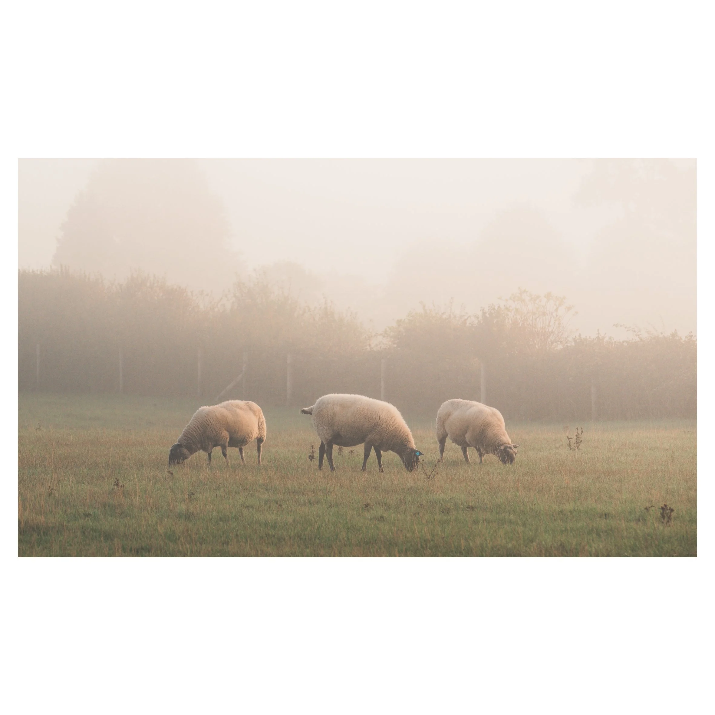 in frames-16.jpg