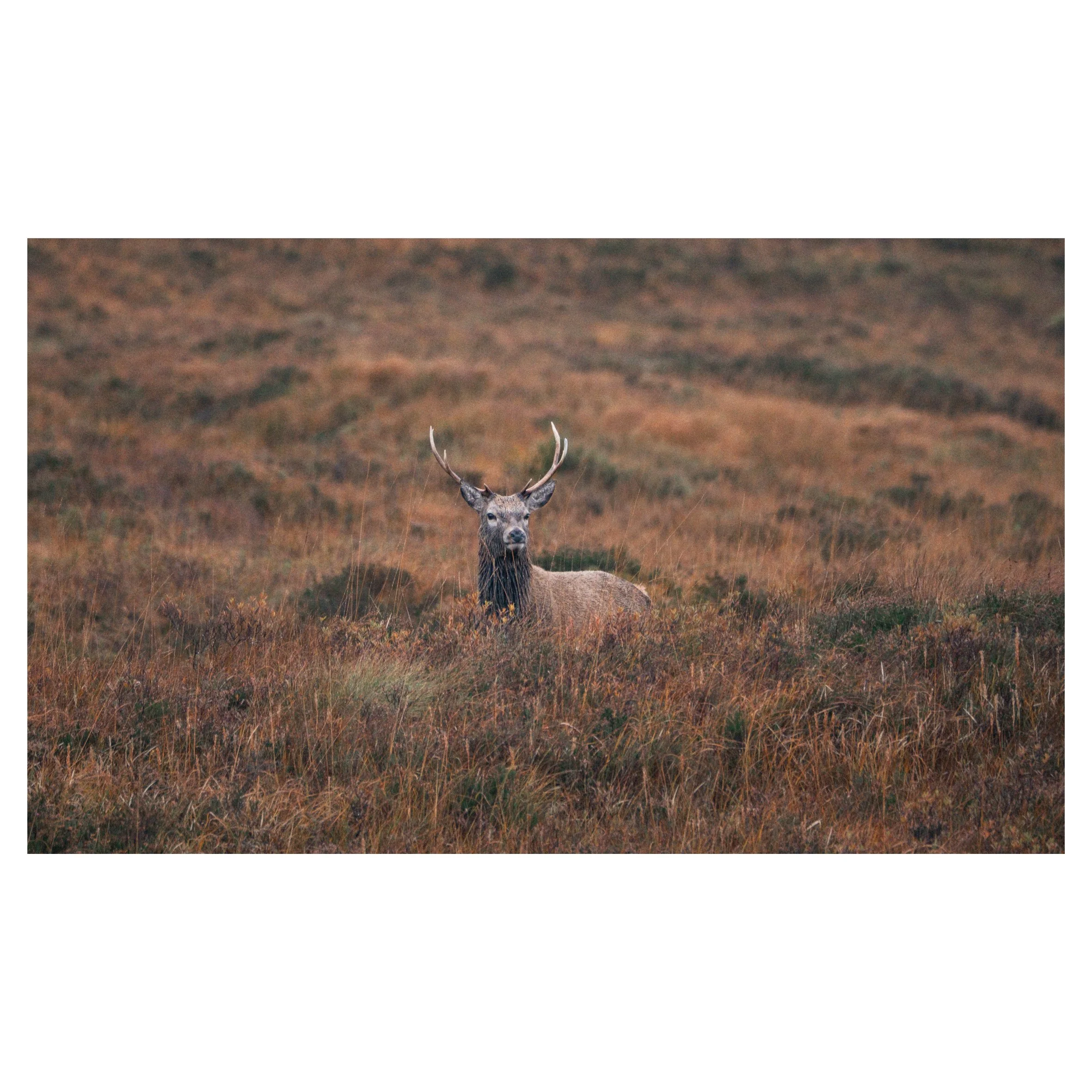 more in frame-1.jpg