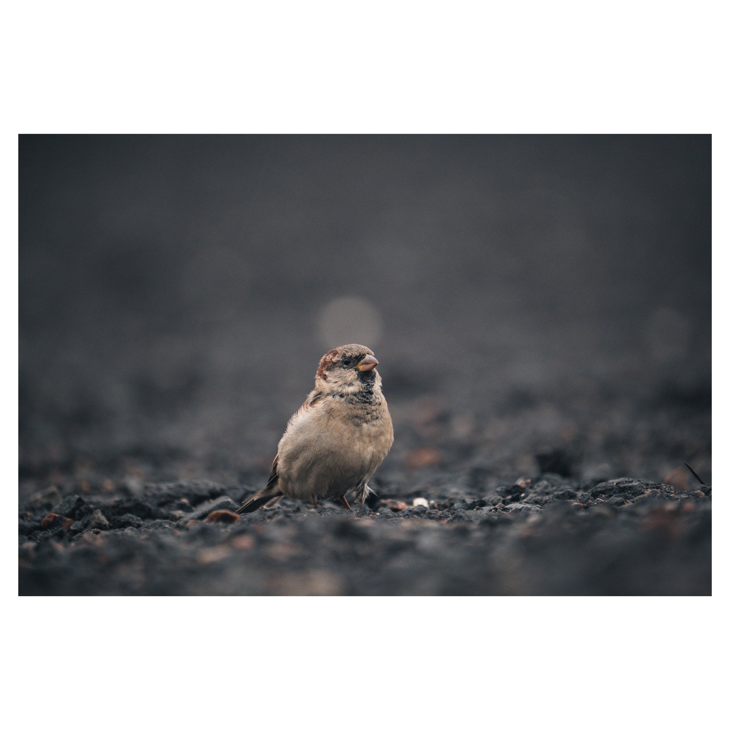 in frames-05.jpg