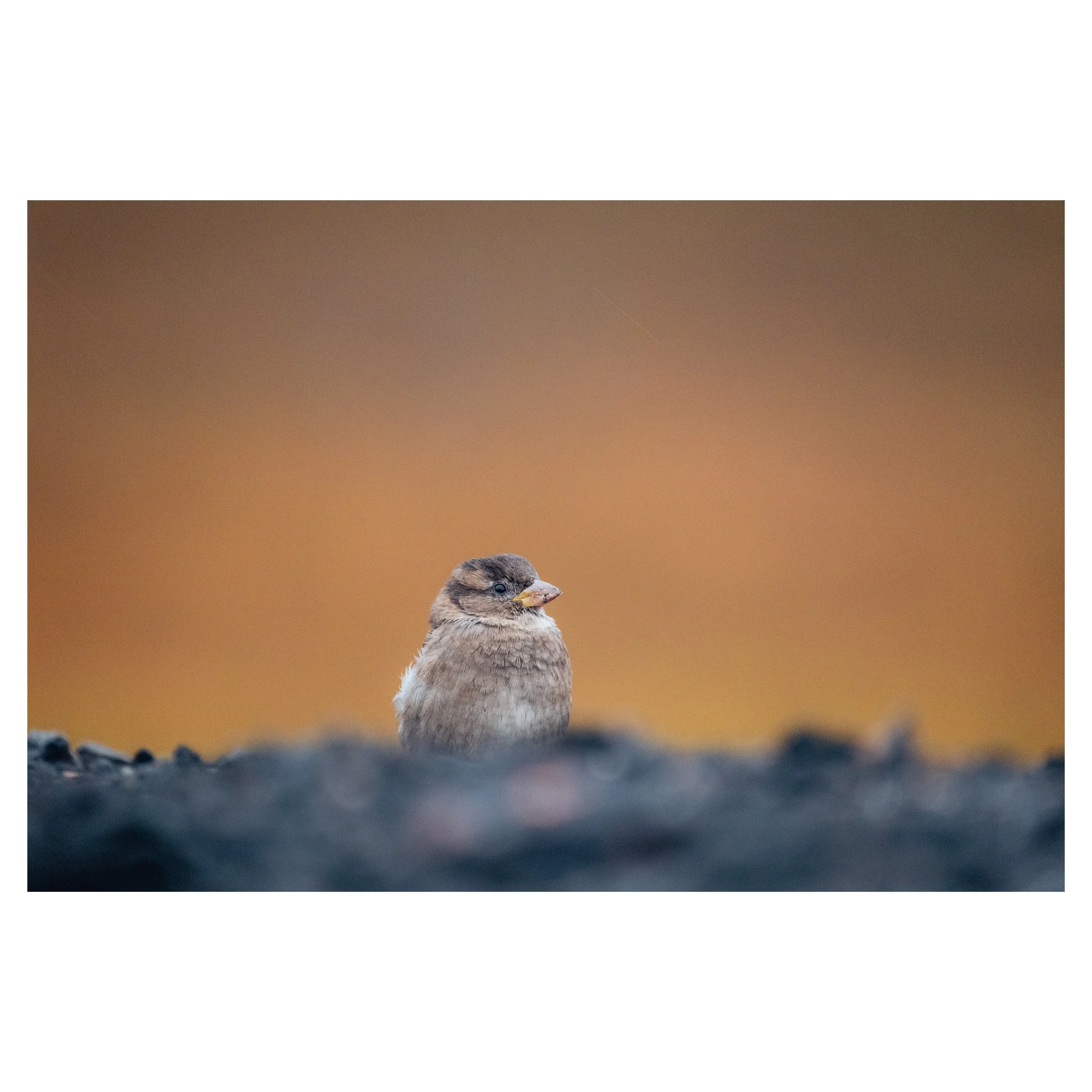 in frames-46.jpg