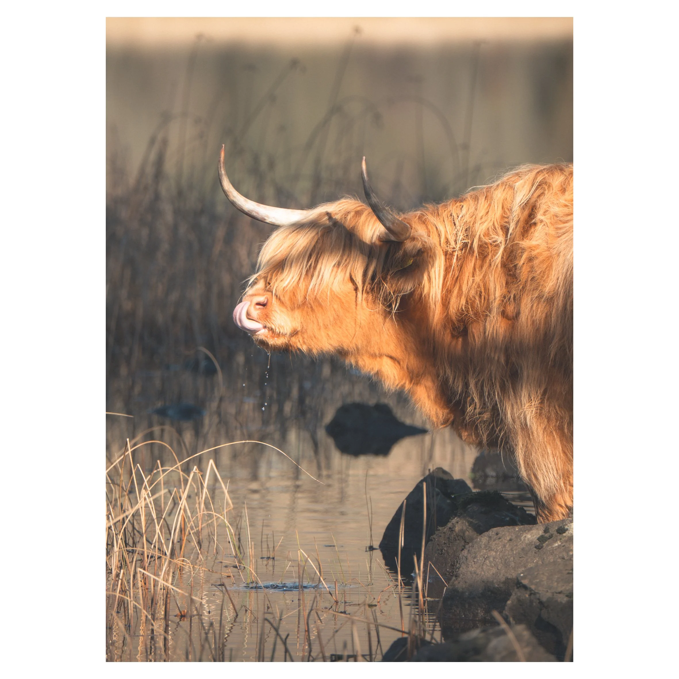 cows in frames-04.jpg