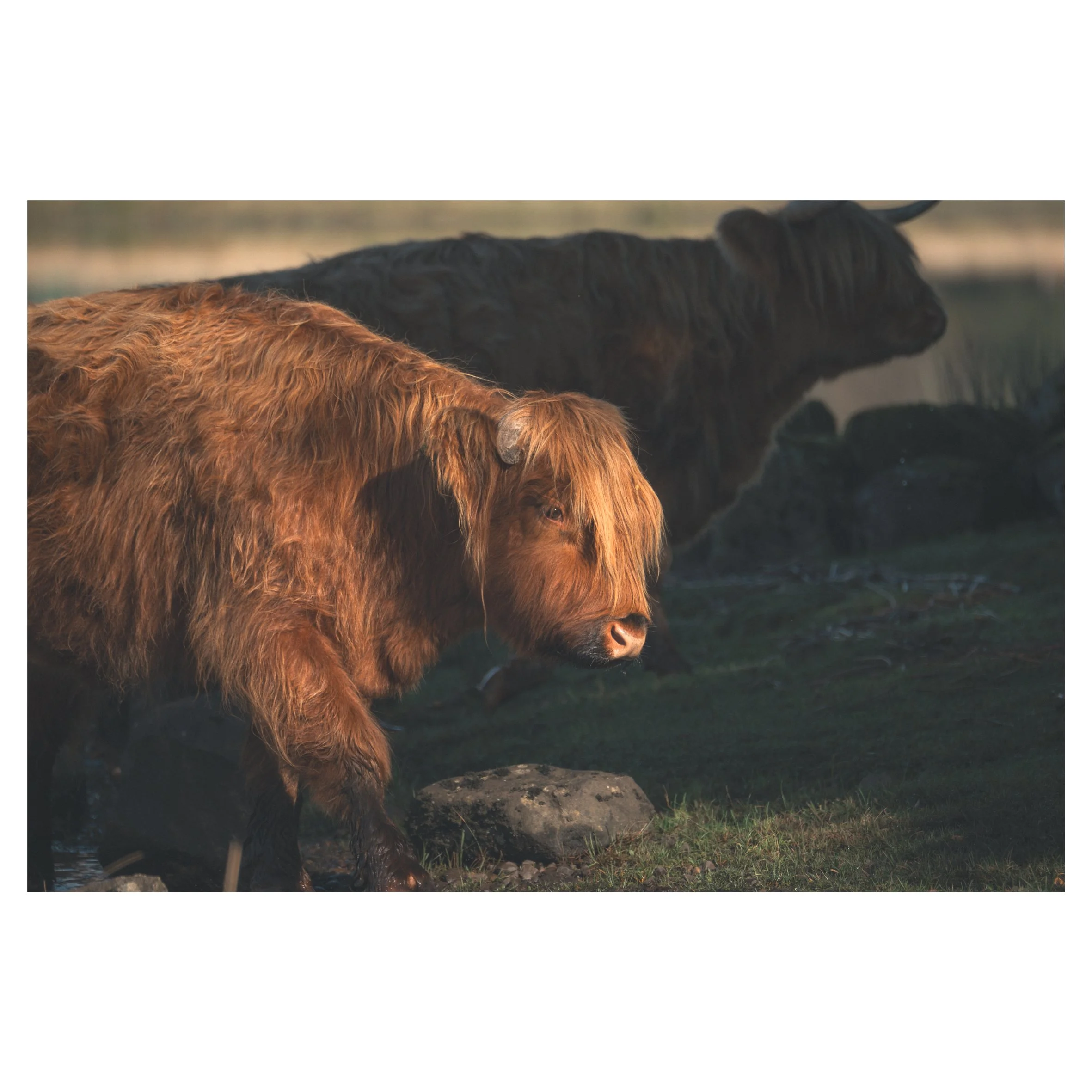 cows in frames-24.jpg