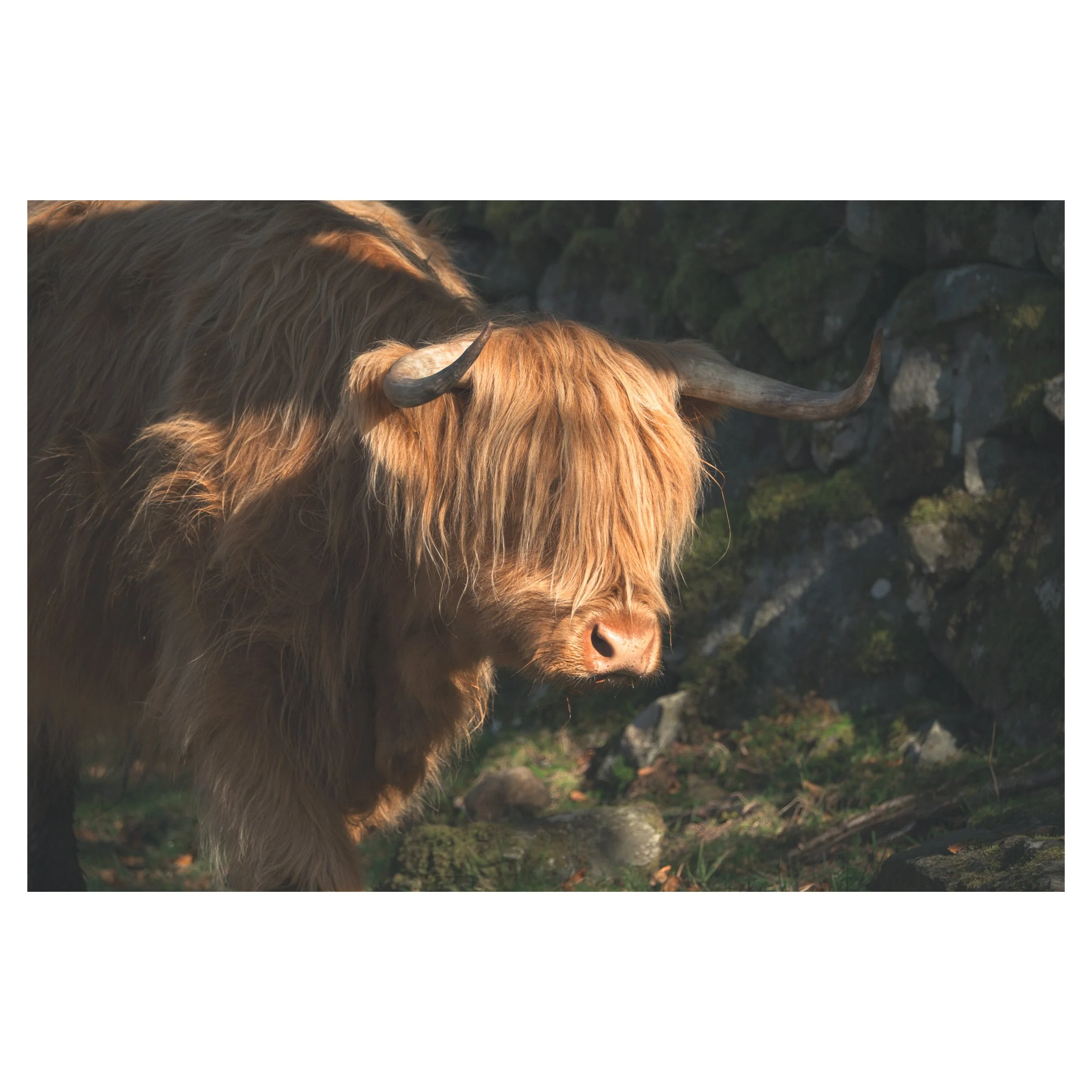cows in frames-34.jpg