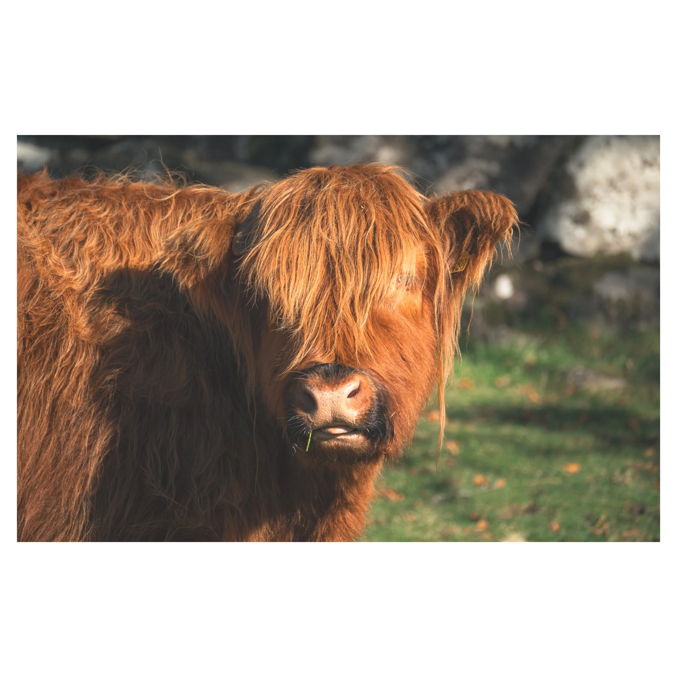 cows in frames-48.jpg