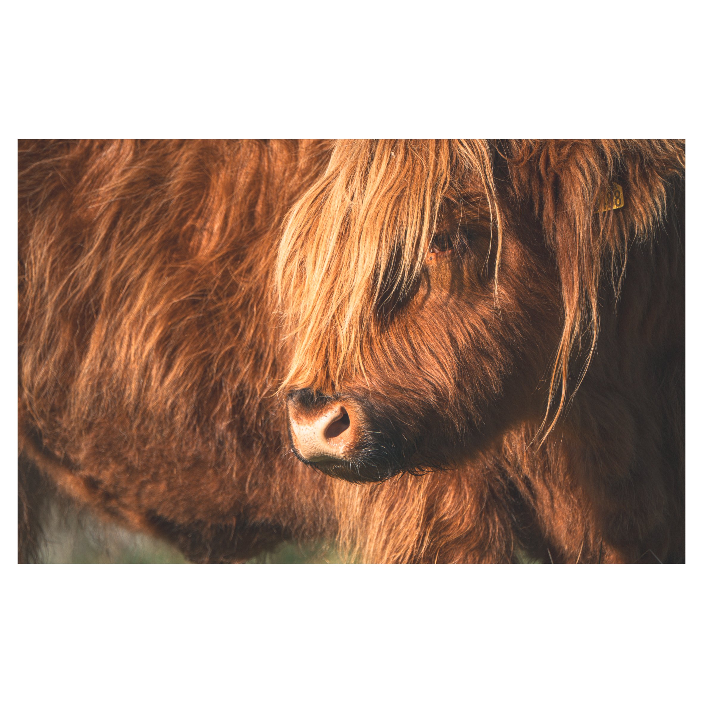 cows in frames-70.jpg