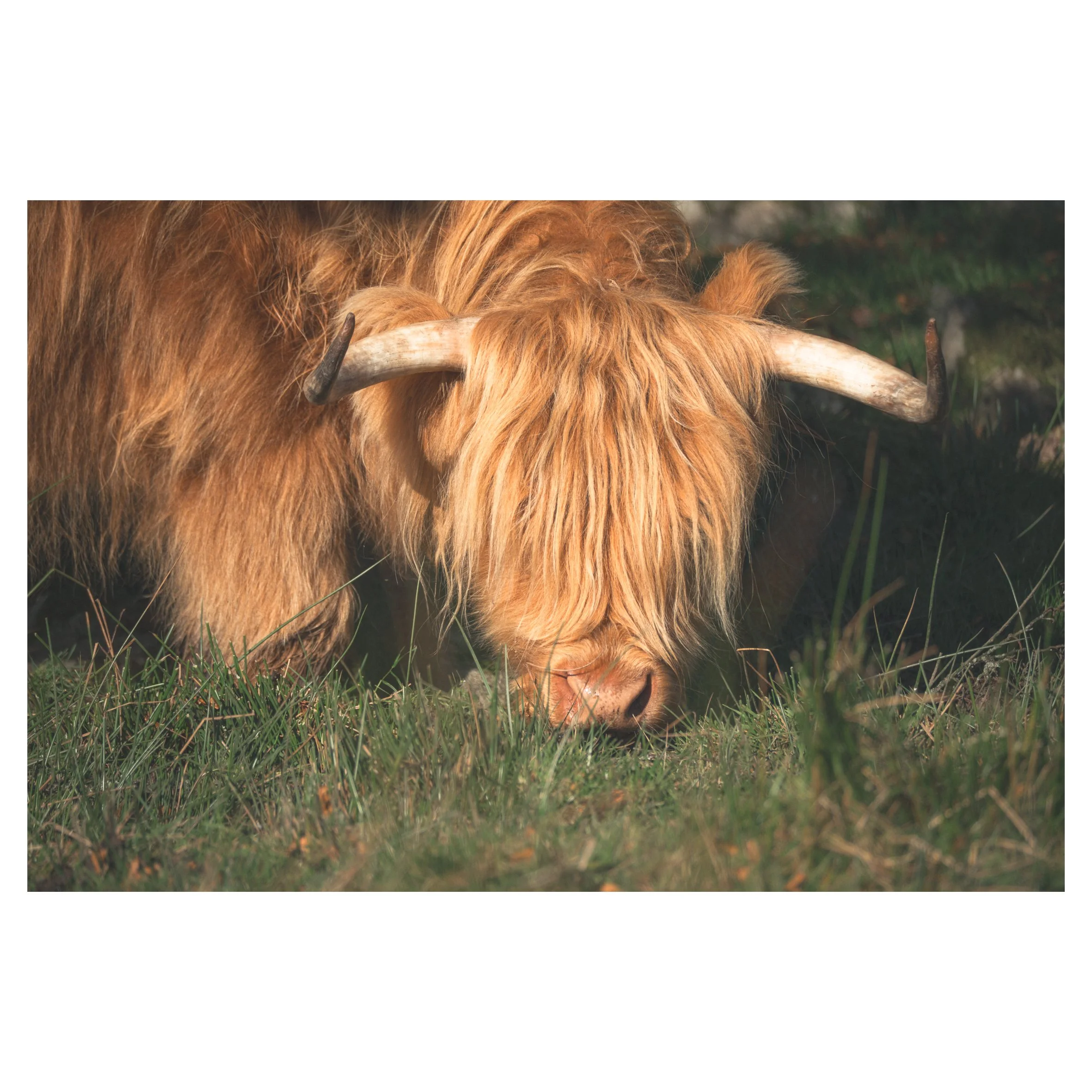 cows in frames-57.jpg