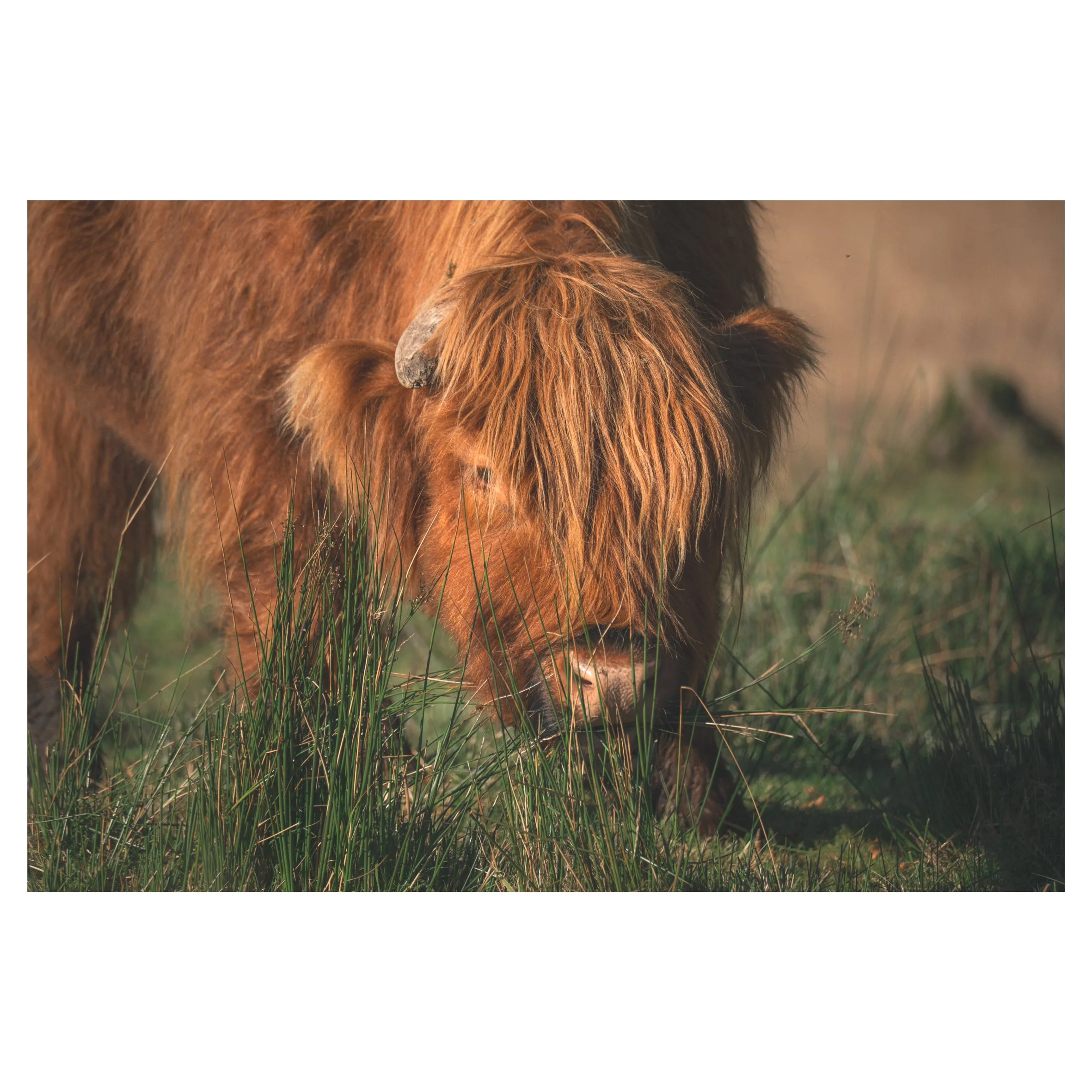 cows in frames-55.jpg