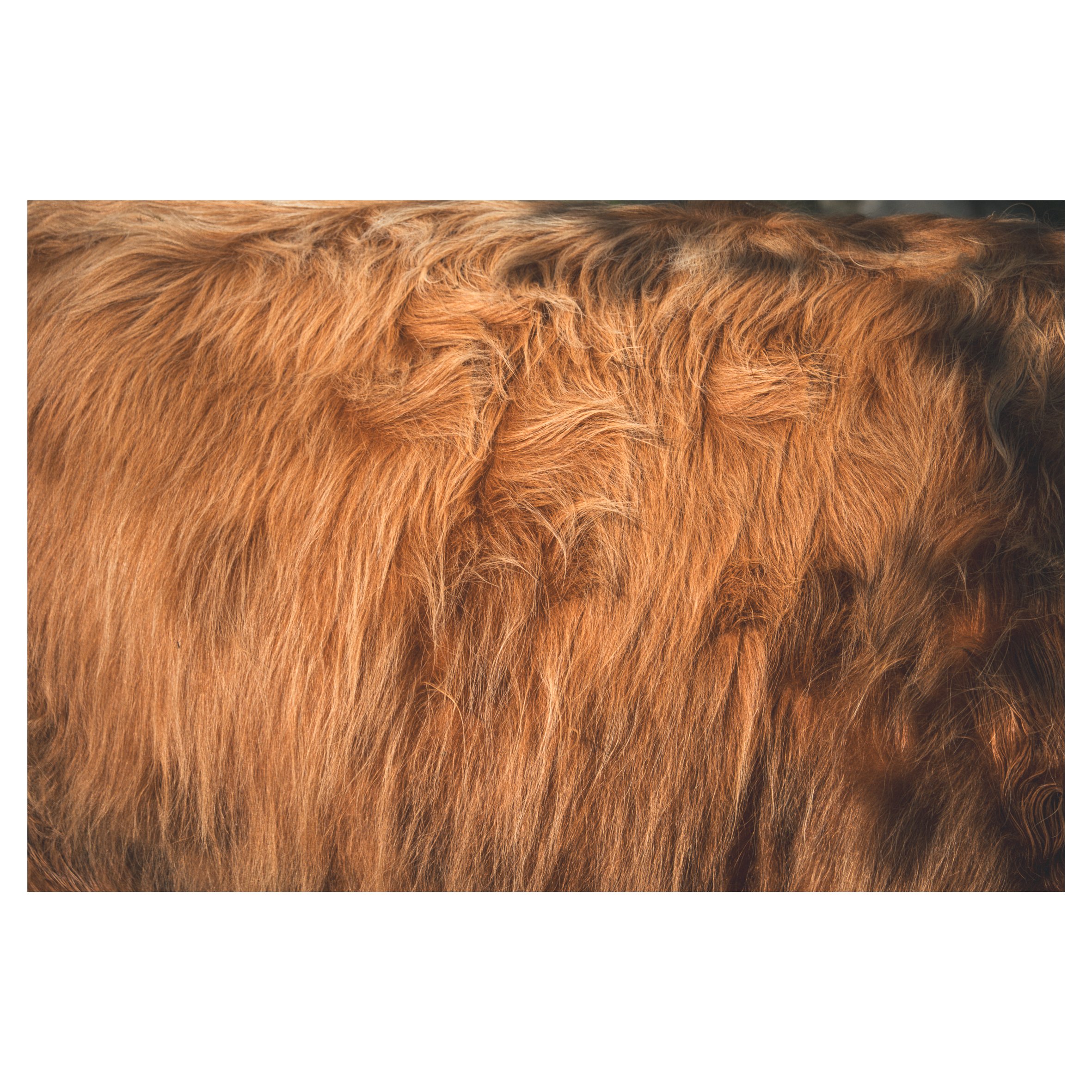 cows in frames-52.jpg