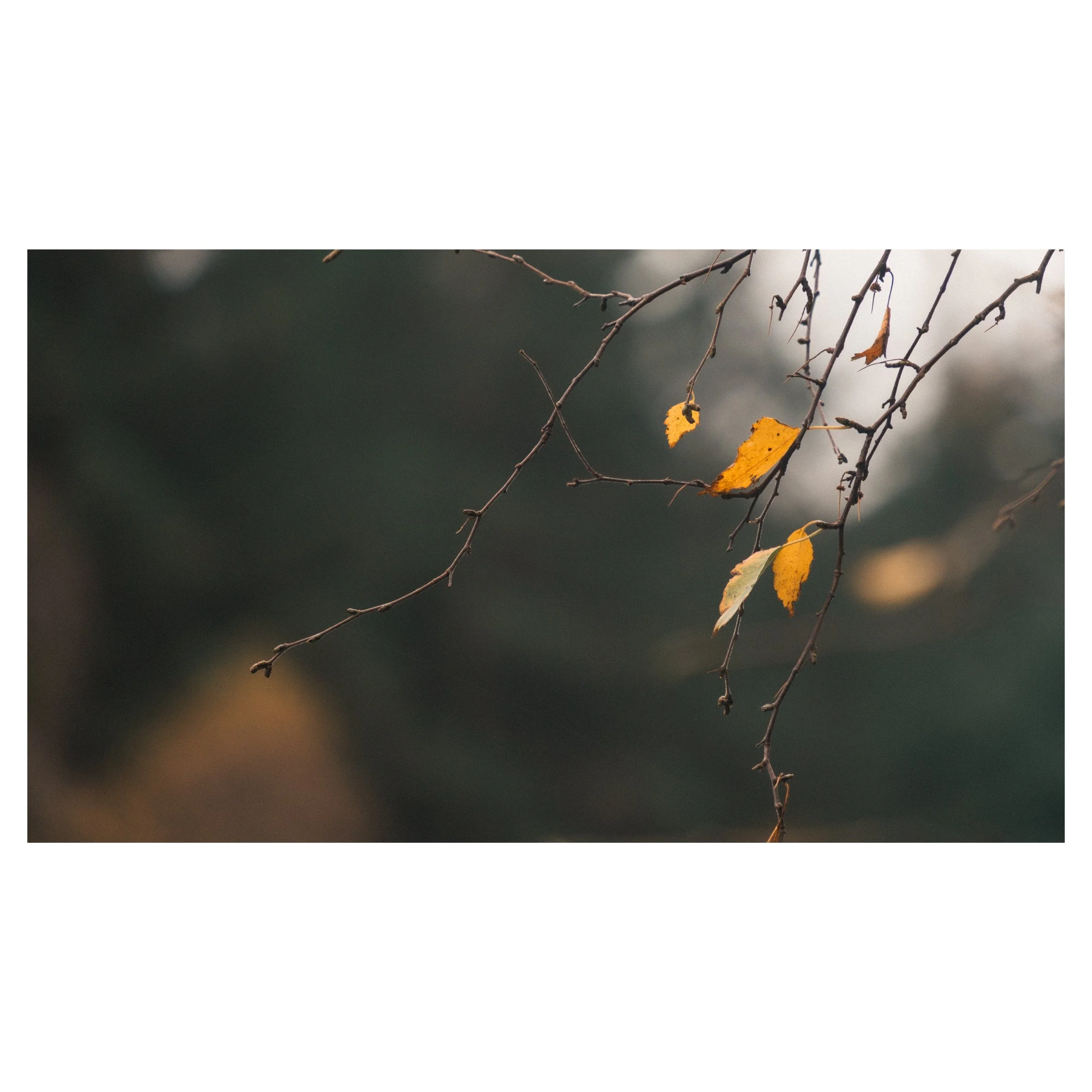 1st set in frames-10.jpg