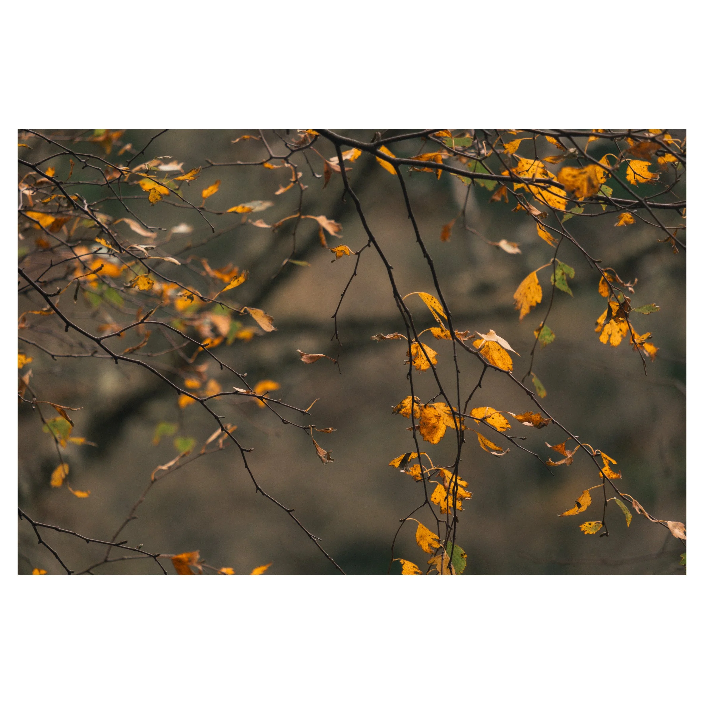 1st set in frames-11.jpg