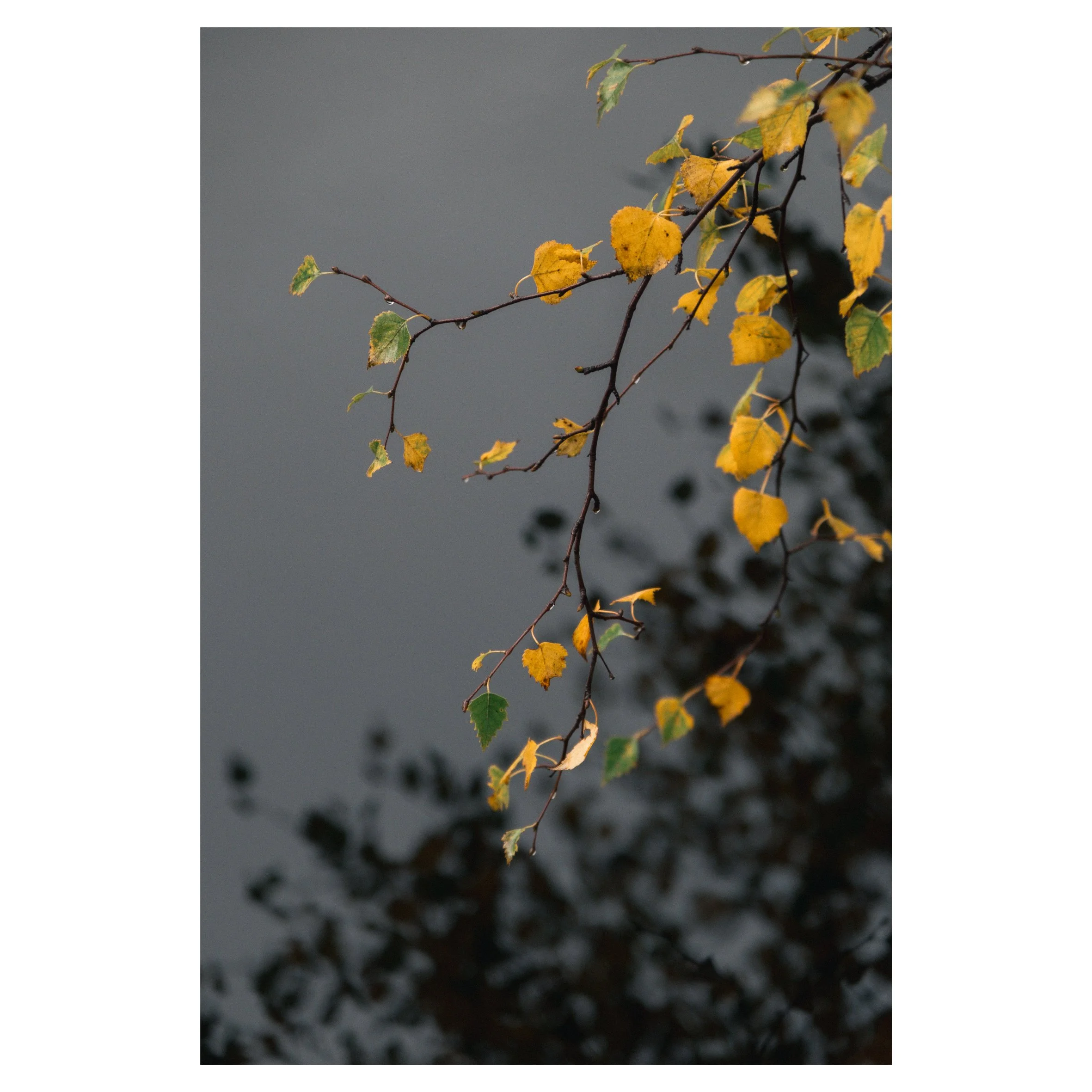 main set in frames-109.jpg