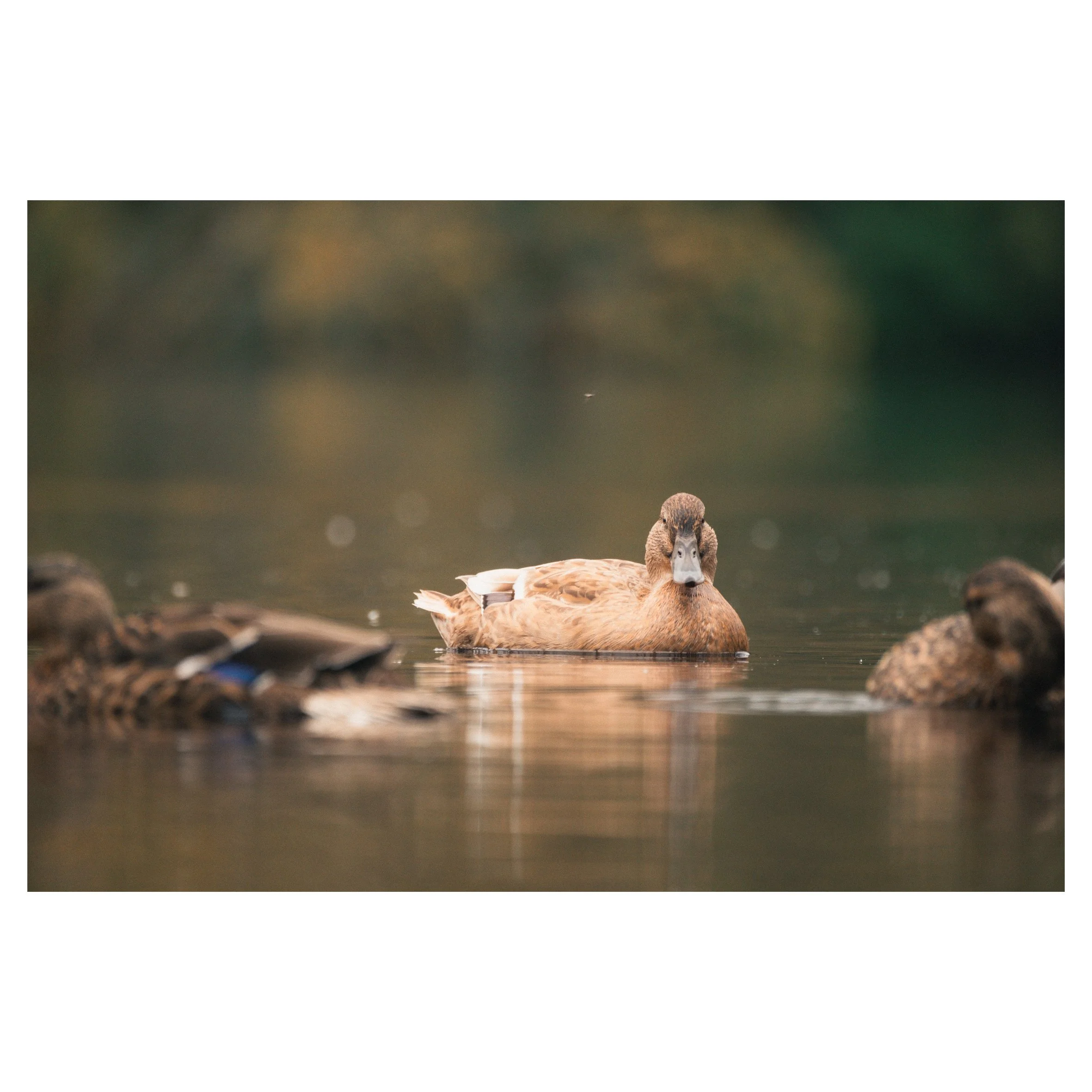 main set in frames-062.jpg