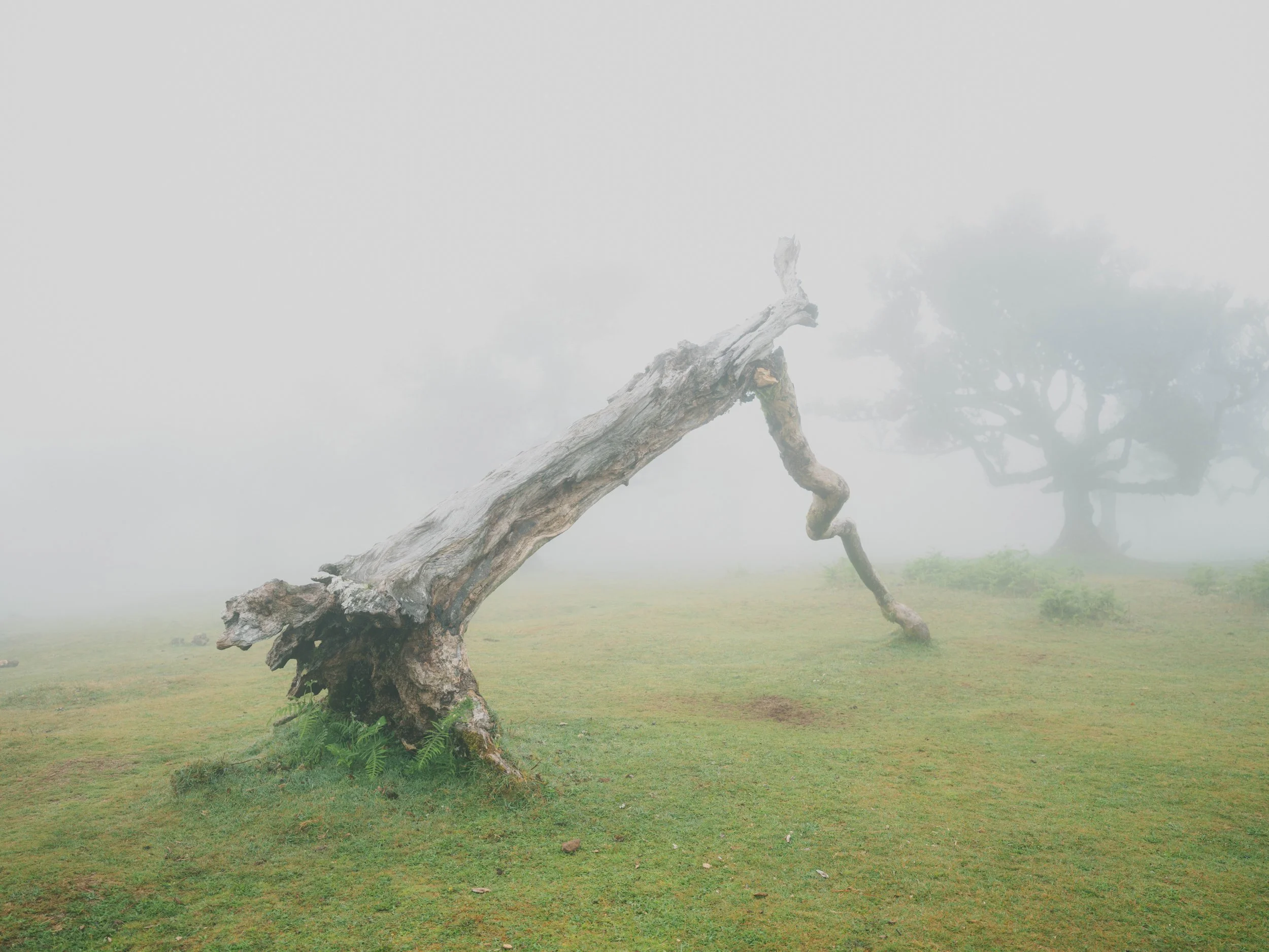 Madeira portfolio madeira-3469.jpg