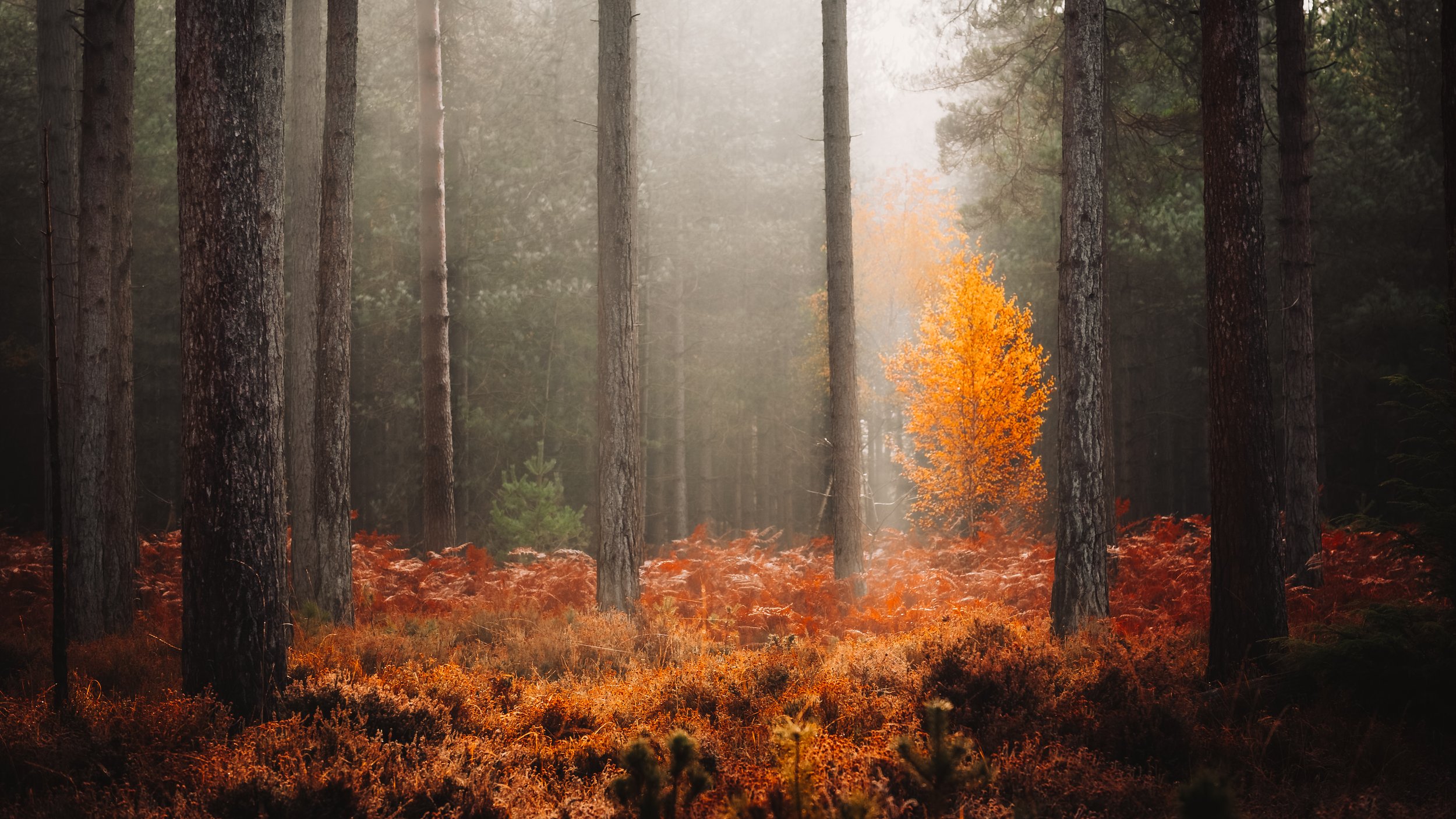 DSCF1850-2.jpg