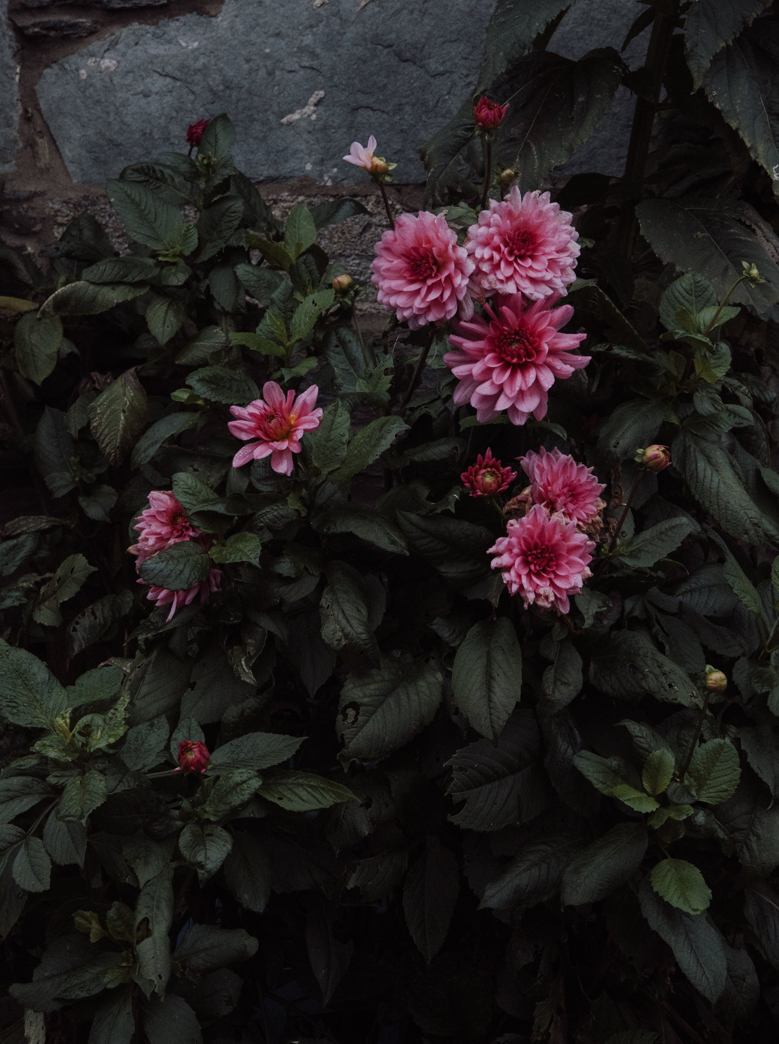 DSCF8029.jpg