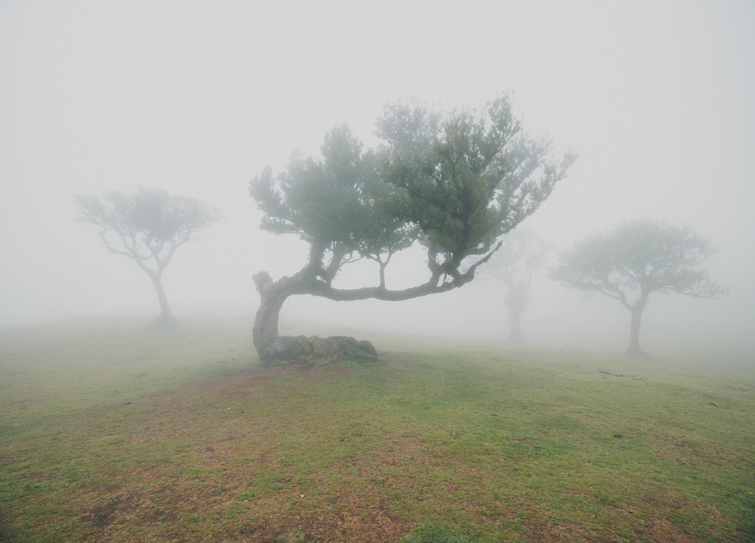 Visit Madeira - Madeira portfolio madeira-2630.jpg