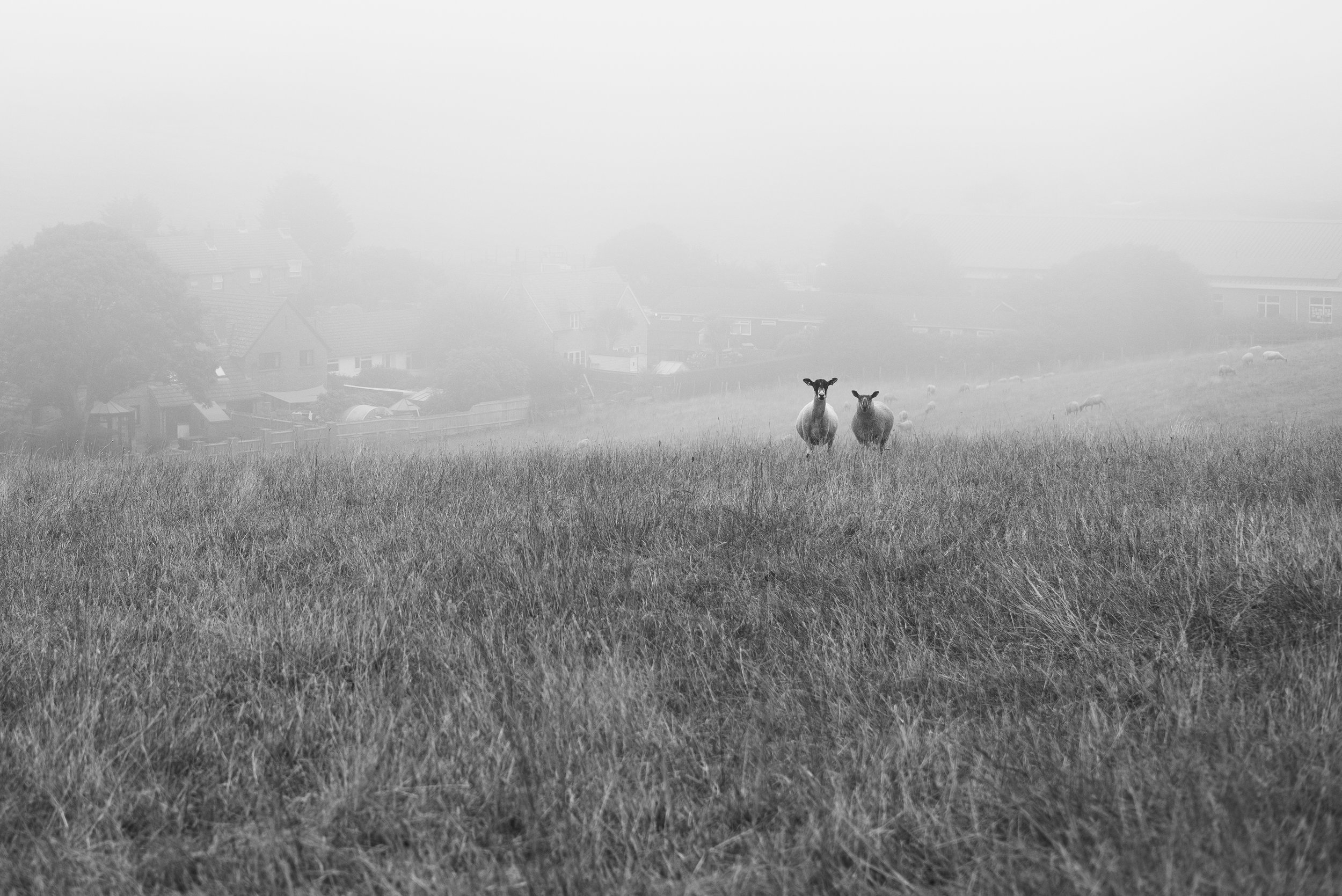 DSCF6081-2.jpg