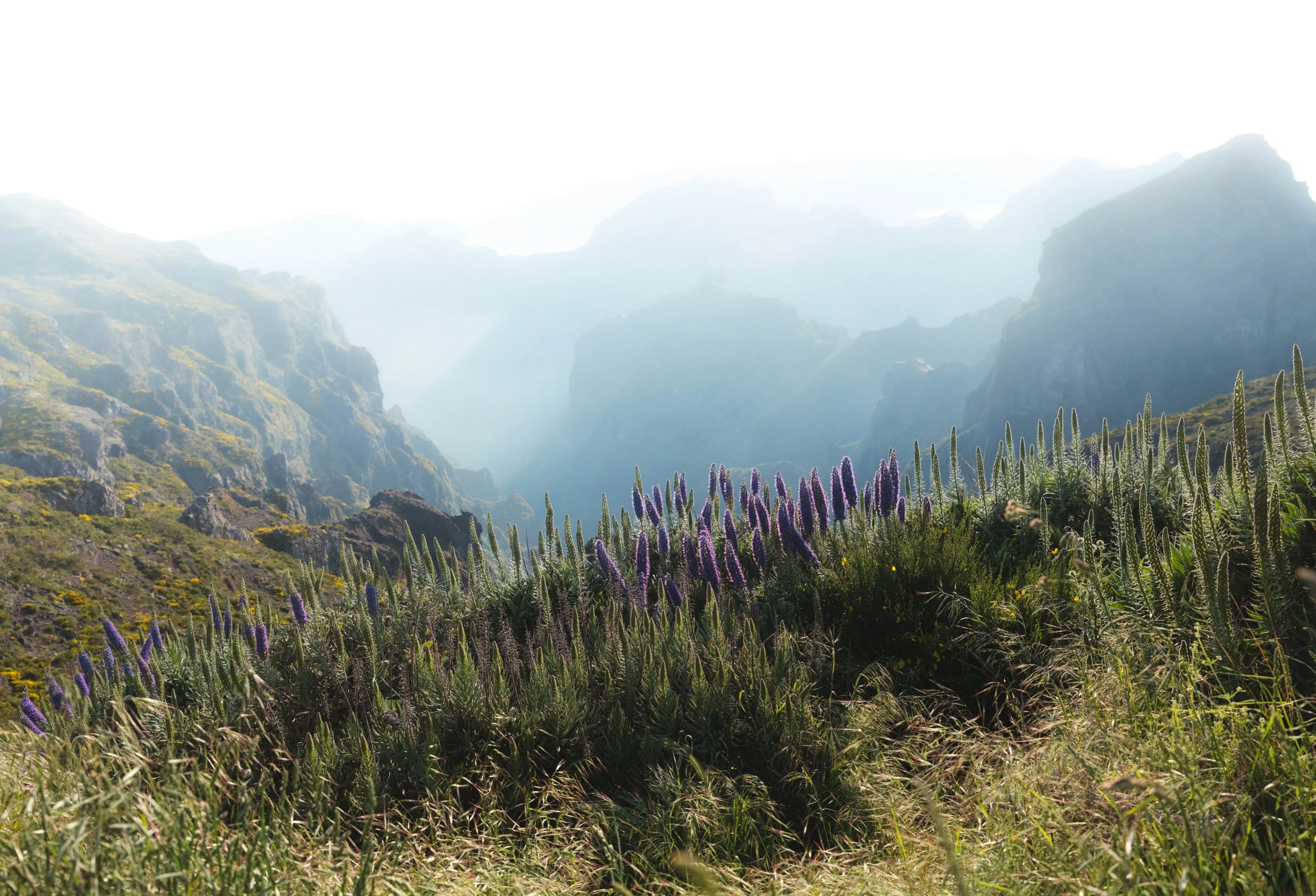 Visit Madeira - Madeira portfolio DSCF2869.jpg