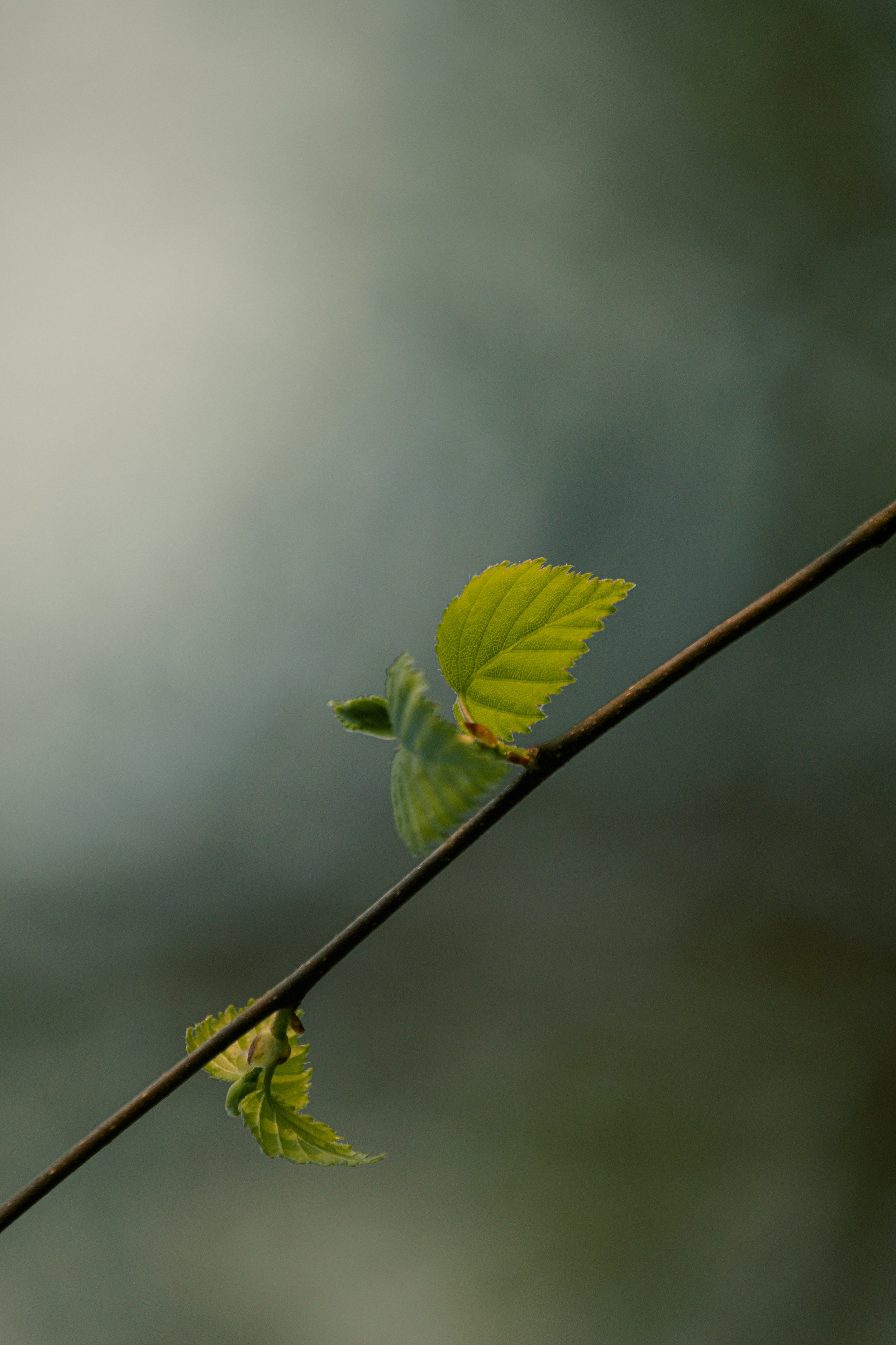 DSCF4305.jpg