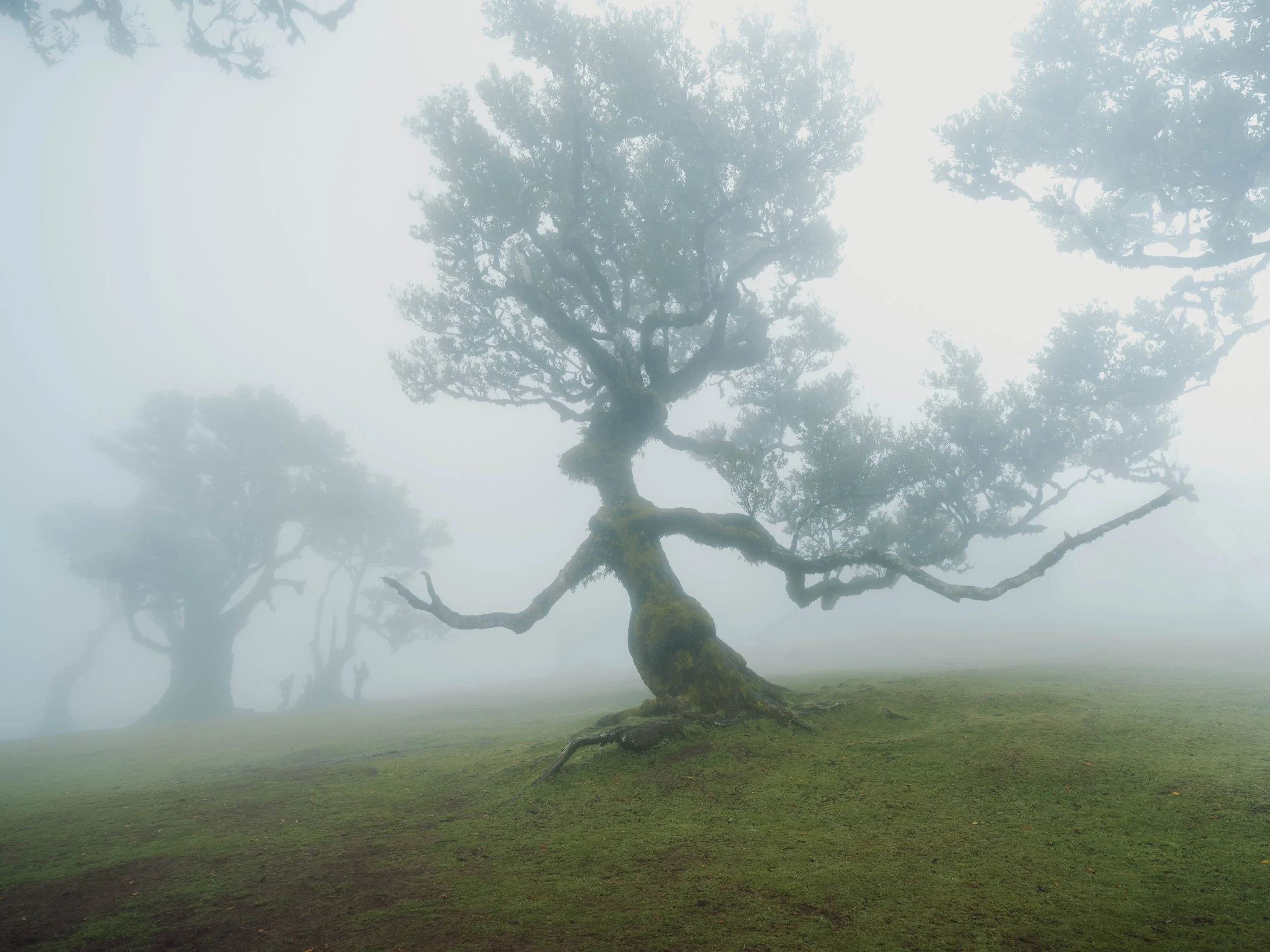 Madeira portfolio madeira-.jpg