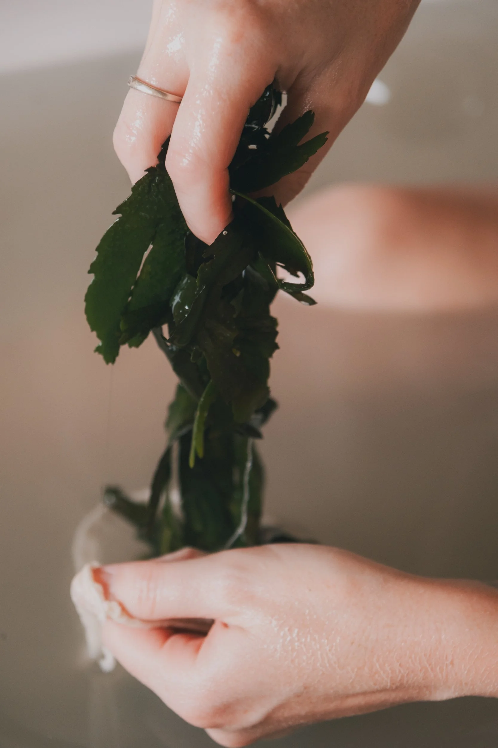 Saeweed DSCF6254.jpg