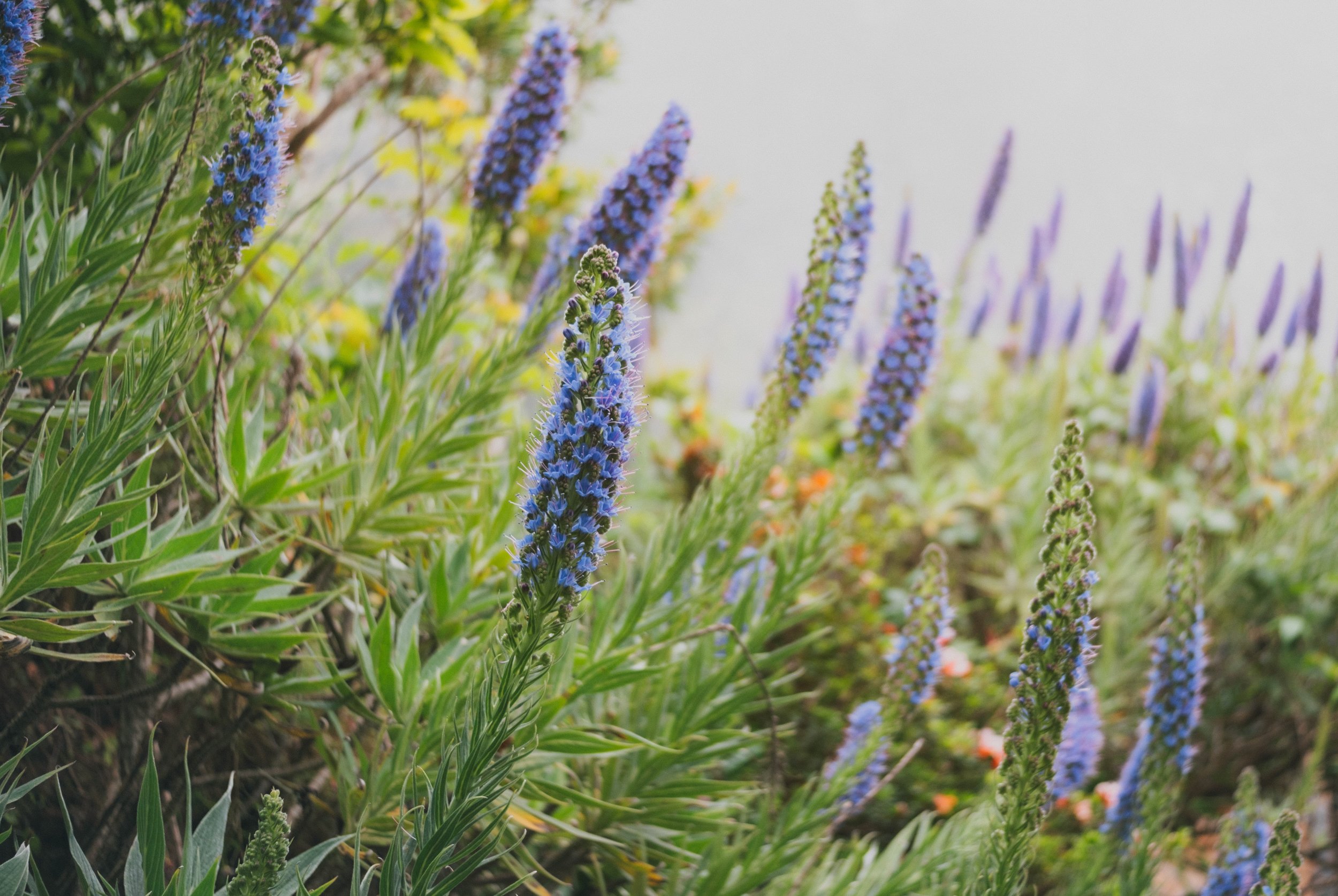 Visit Madeira - Madeira portfolio madeira-9533.jpg