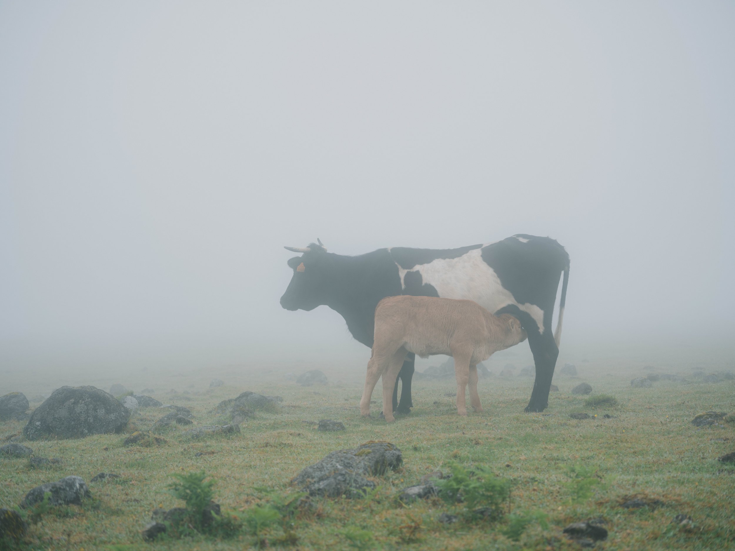 Visit Madeira - Madeira portfolio madeira-3489.jpg
