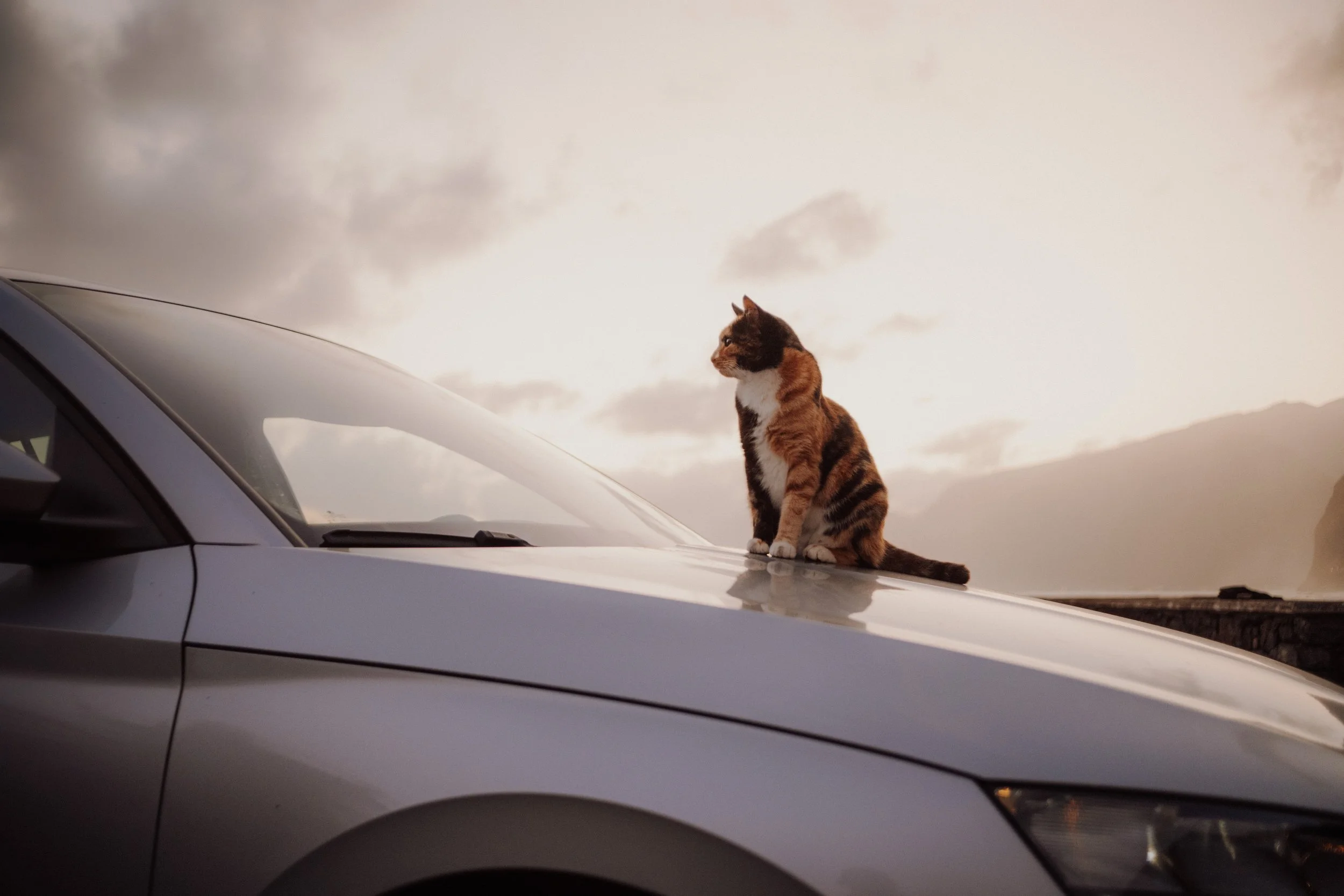 Rental Moniz - DSCF1394.jpg