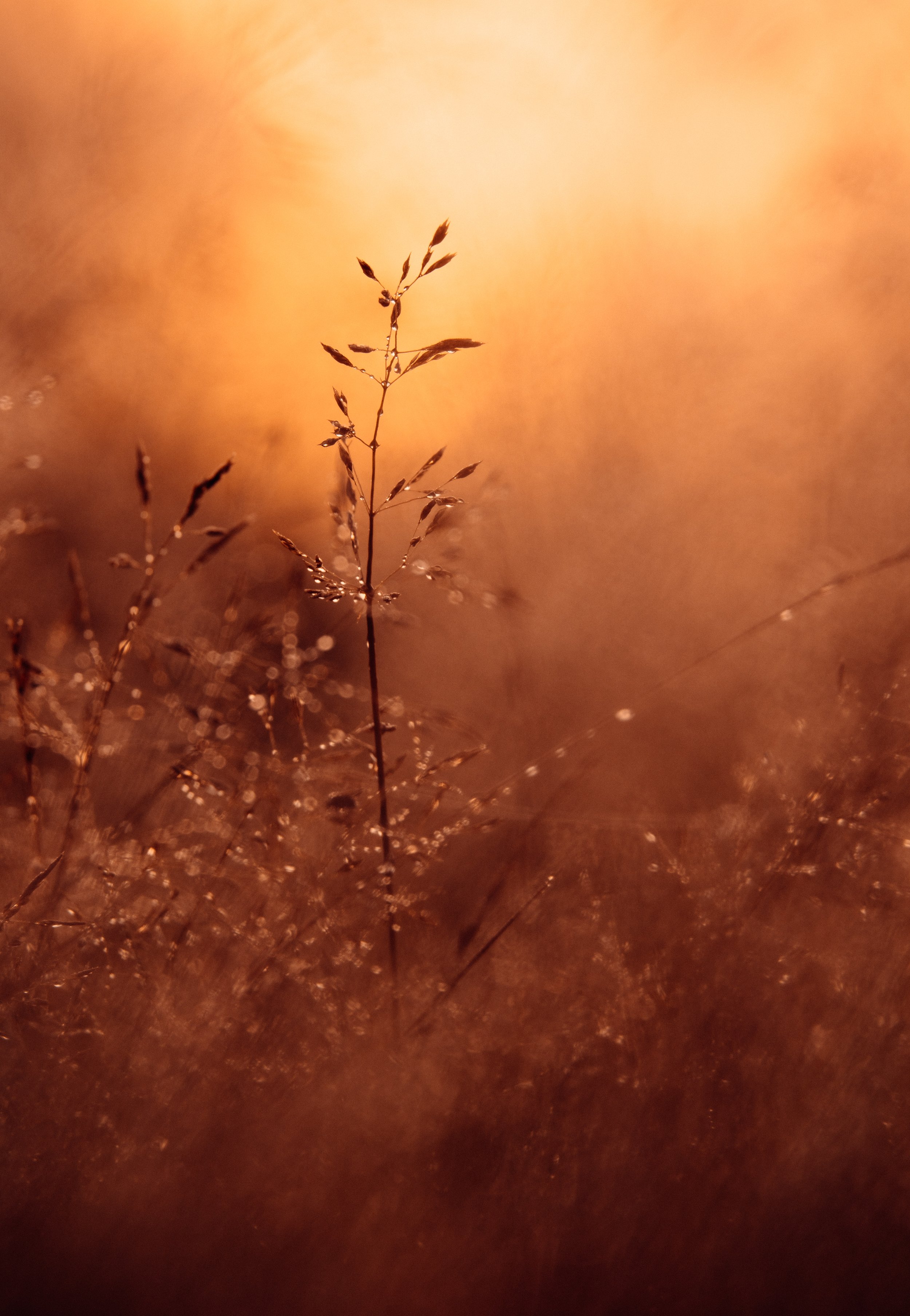Dreamscapes 10.jpg