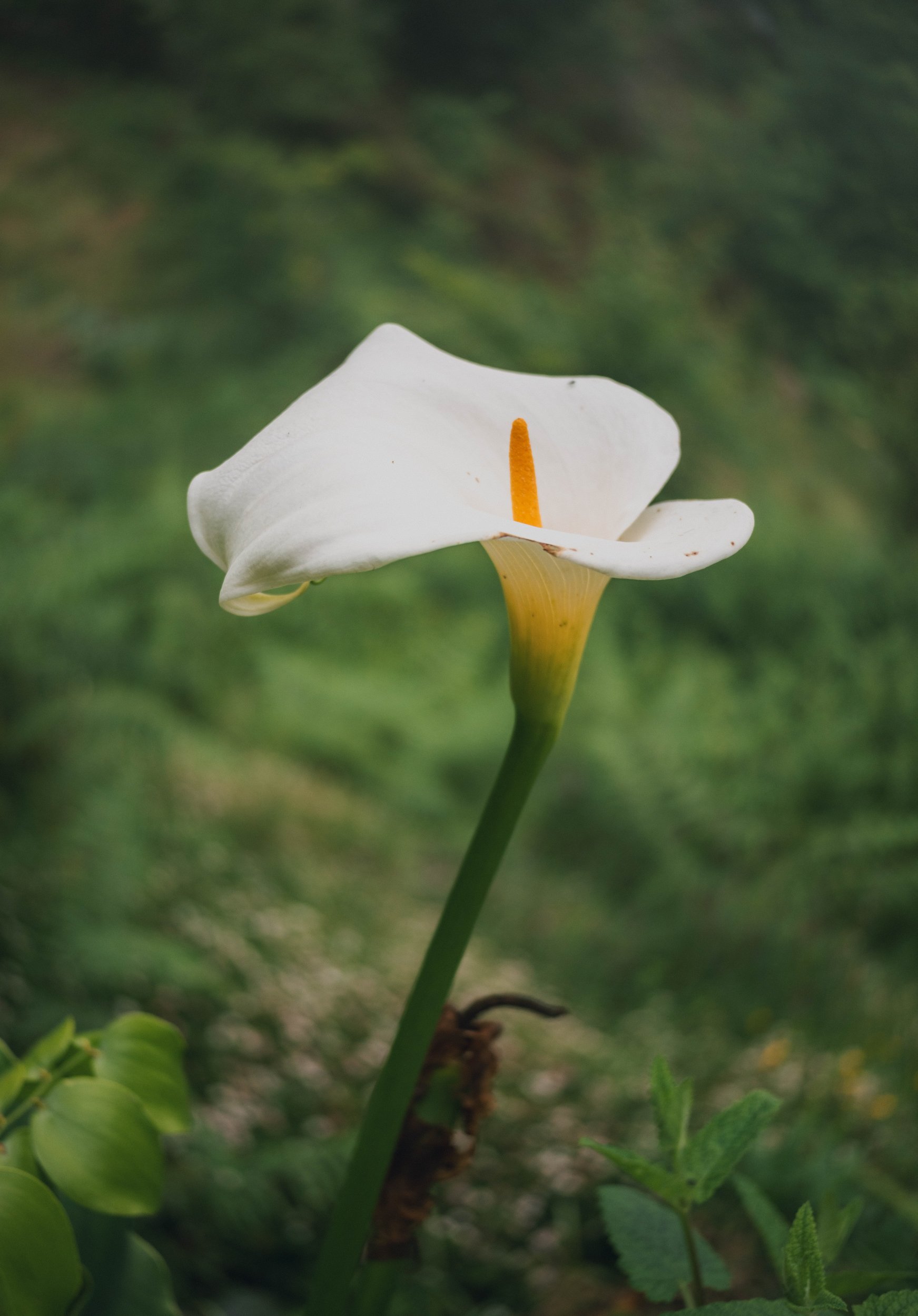 Visit Madeira - Madeira portfolio madeira-9541.jpg