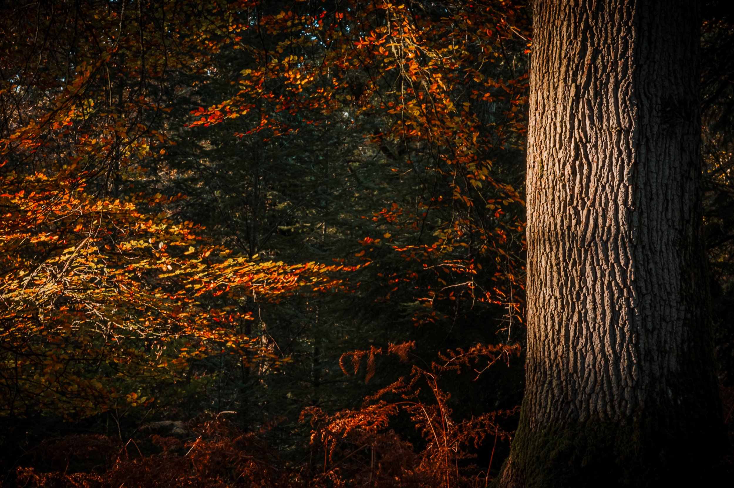 trees3.jpg