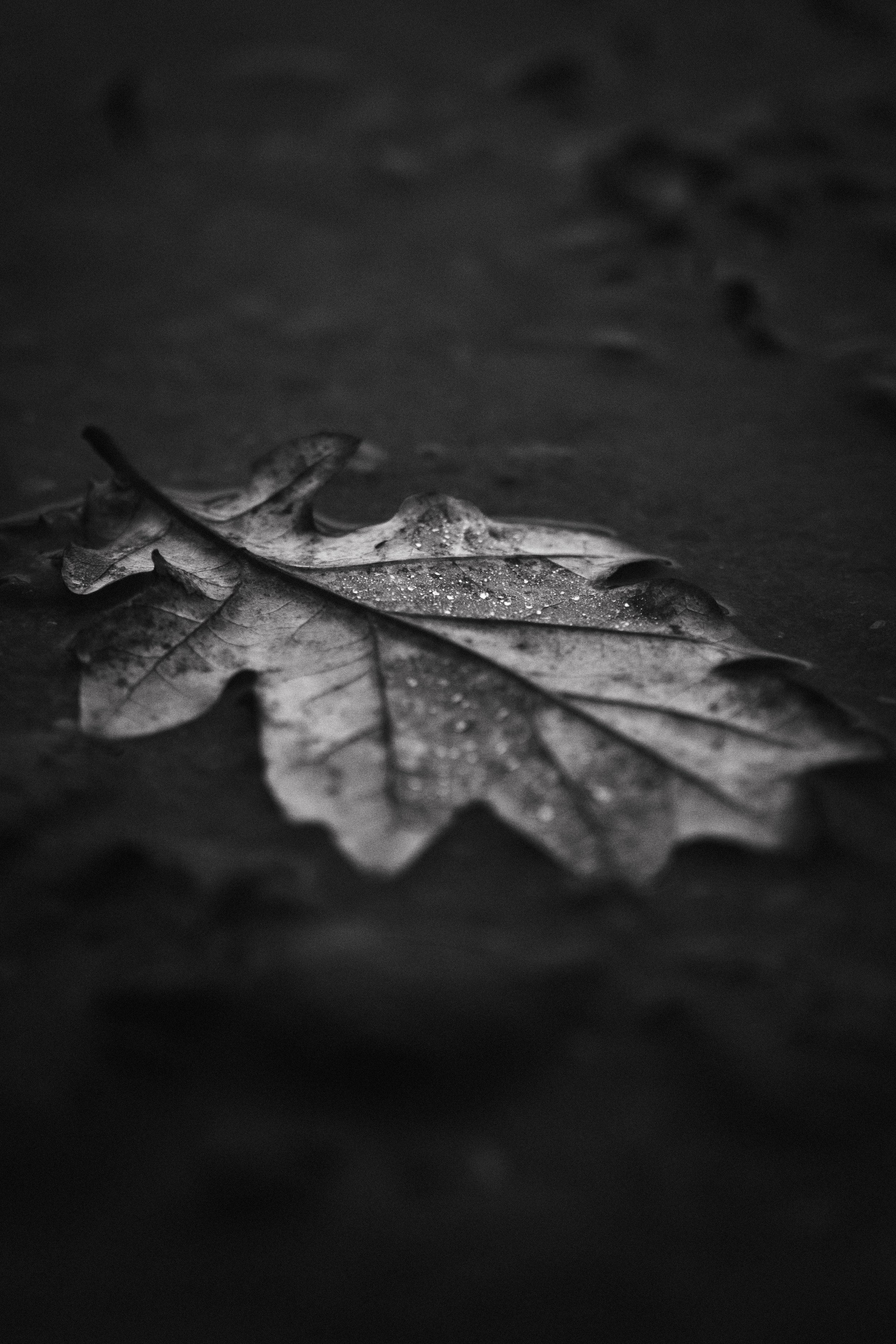 DSCF8058.jpg