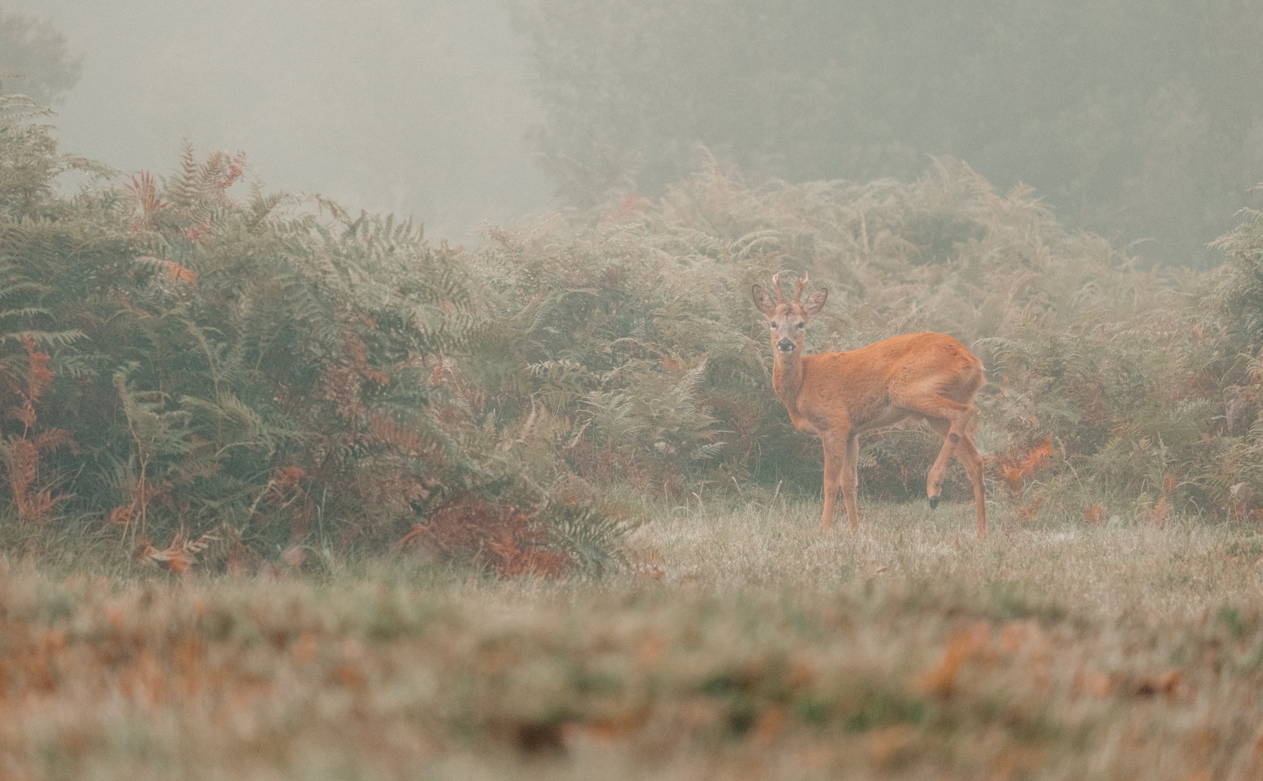 DeerDSCF7863.jpg