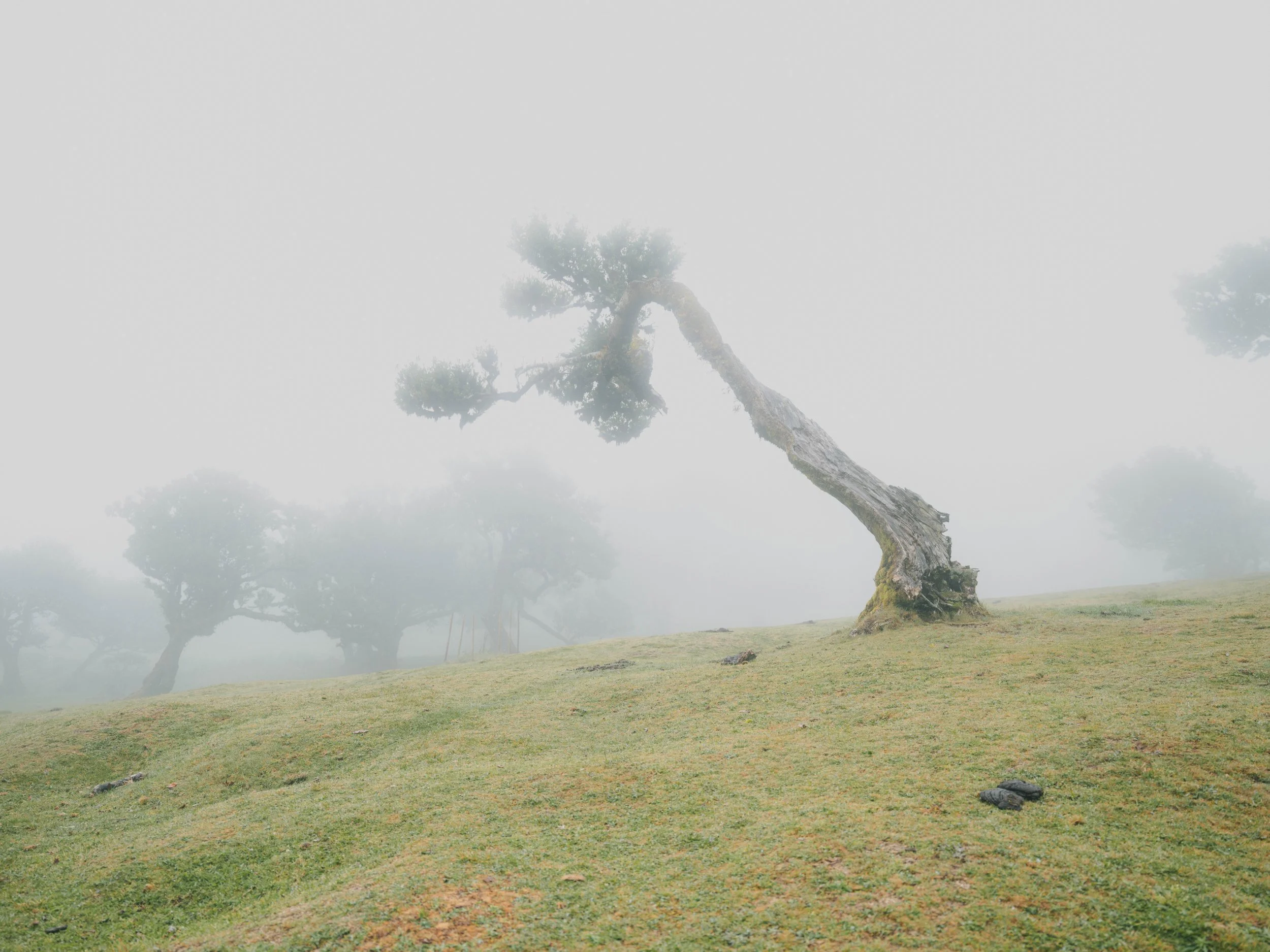 Madeira portfolio madeira-2635.jpg