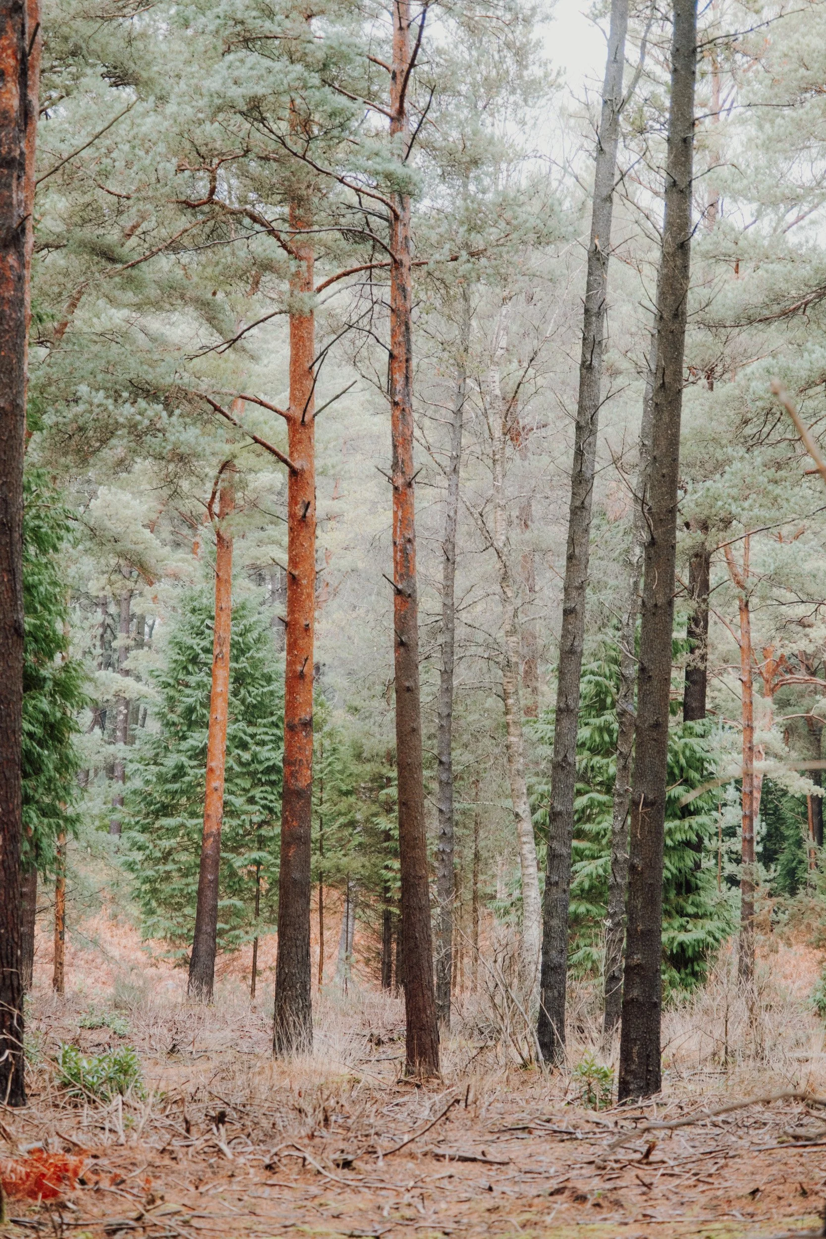 Burnbake Lodge - DSCF8302.jpg