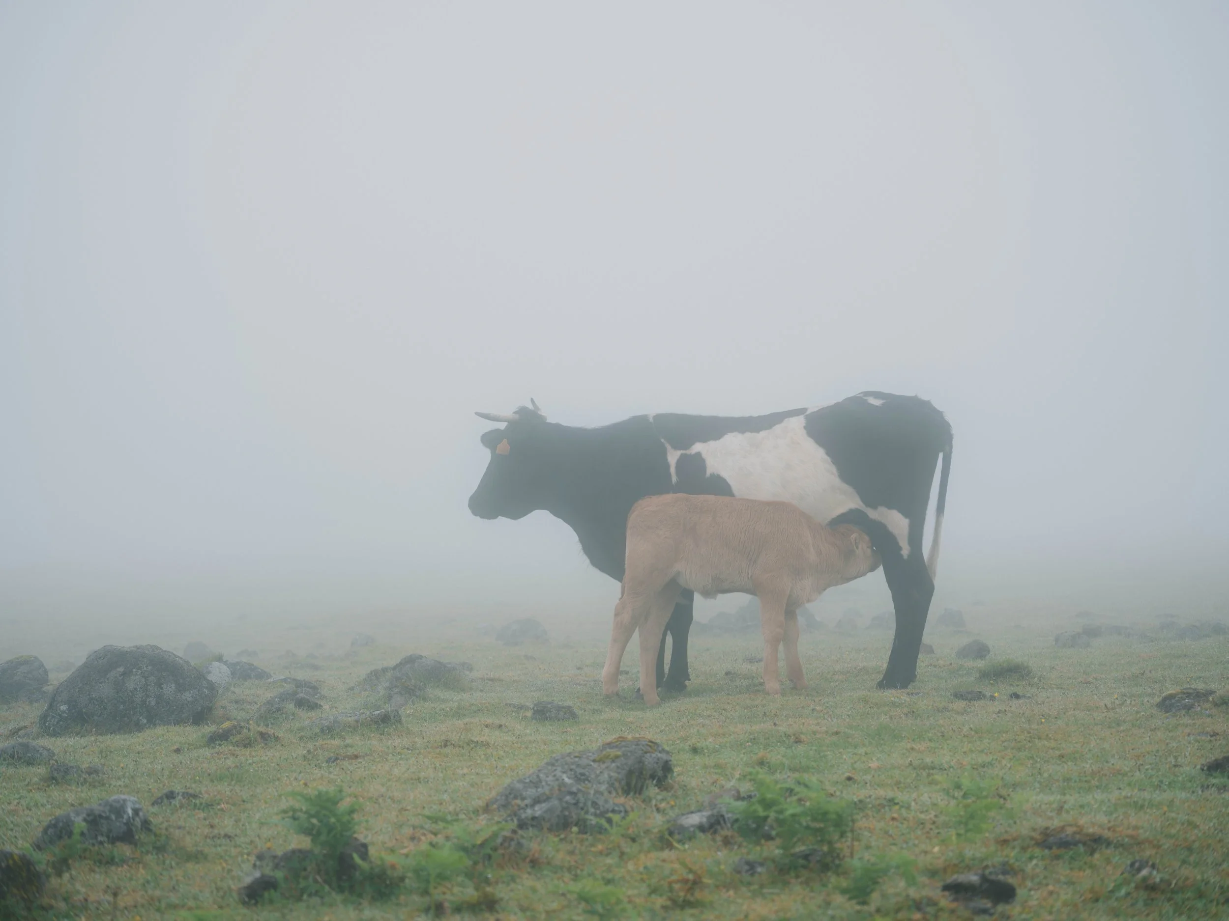 Madeira portfolio madeira-3489.jpg