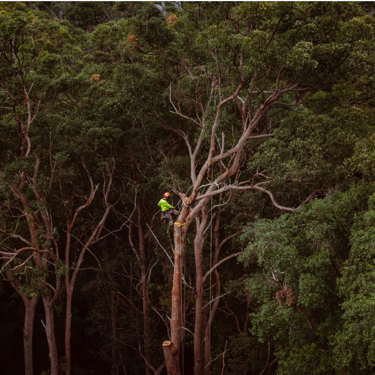 Arborist Doing High Risk Tree Work